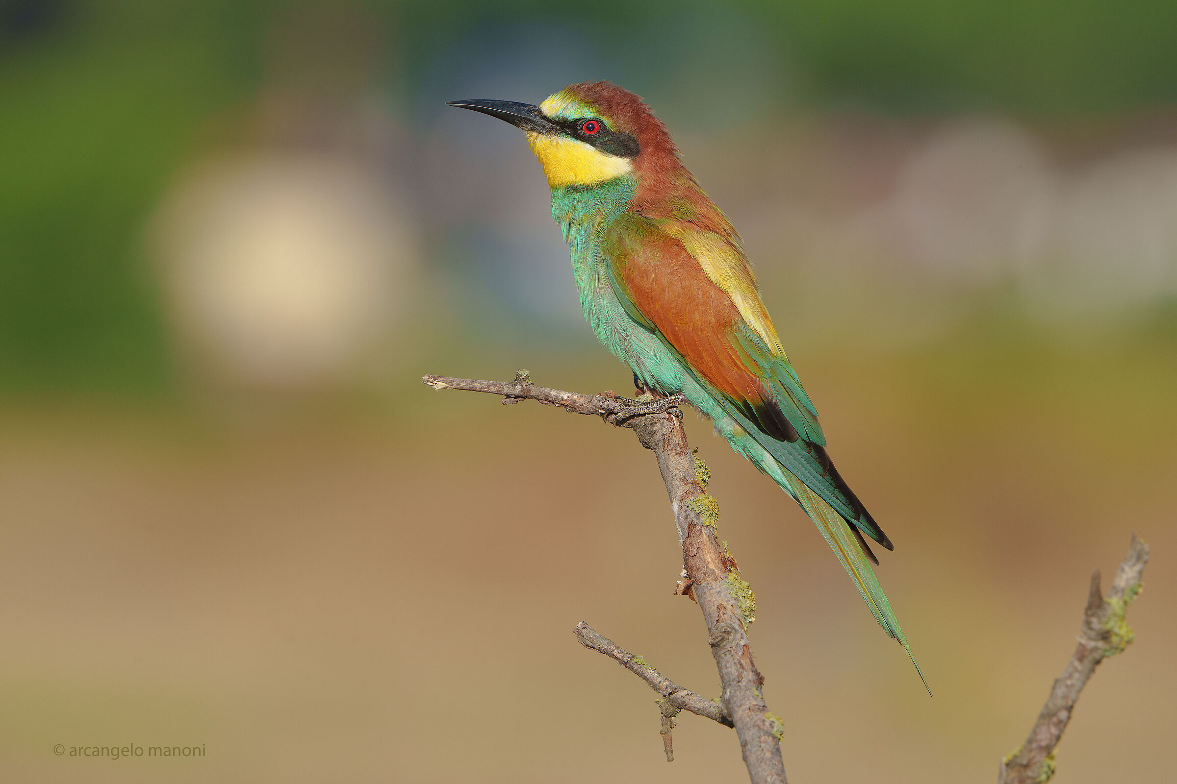 My favorite bee-eater