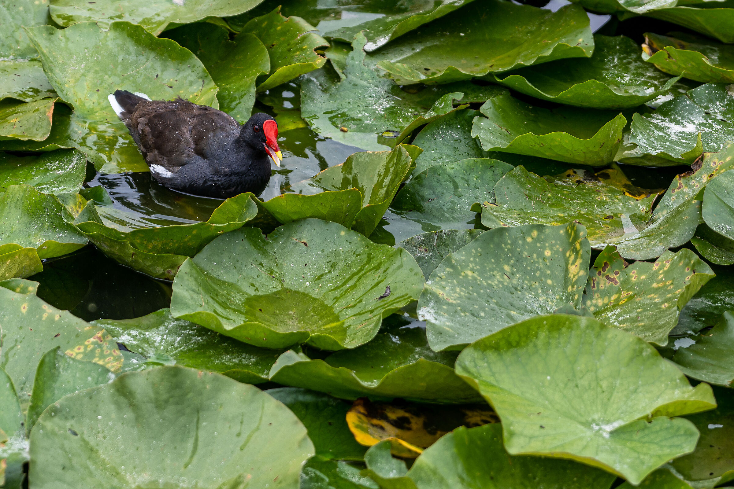 test new nikkor z24/120