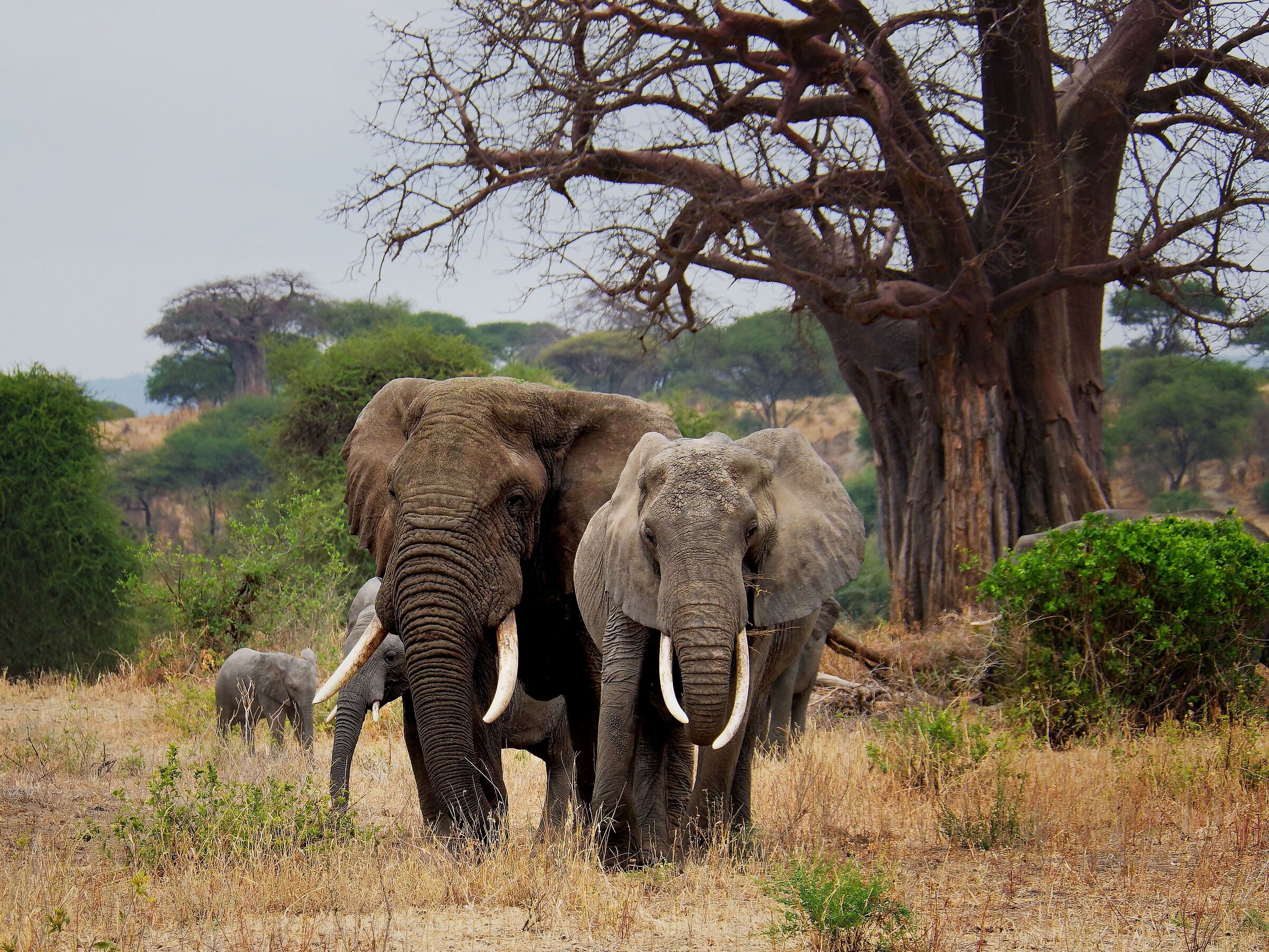 The symbol of Tarangire