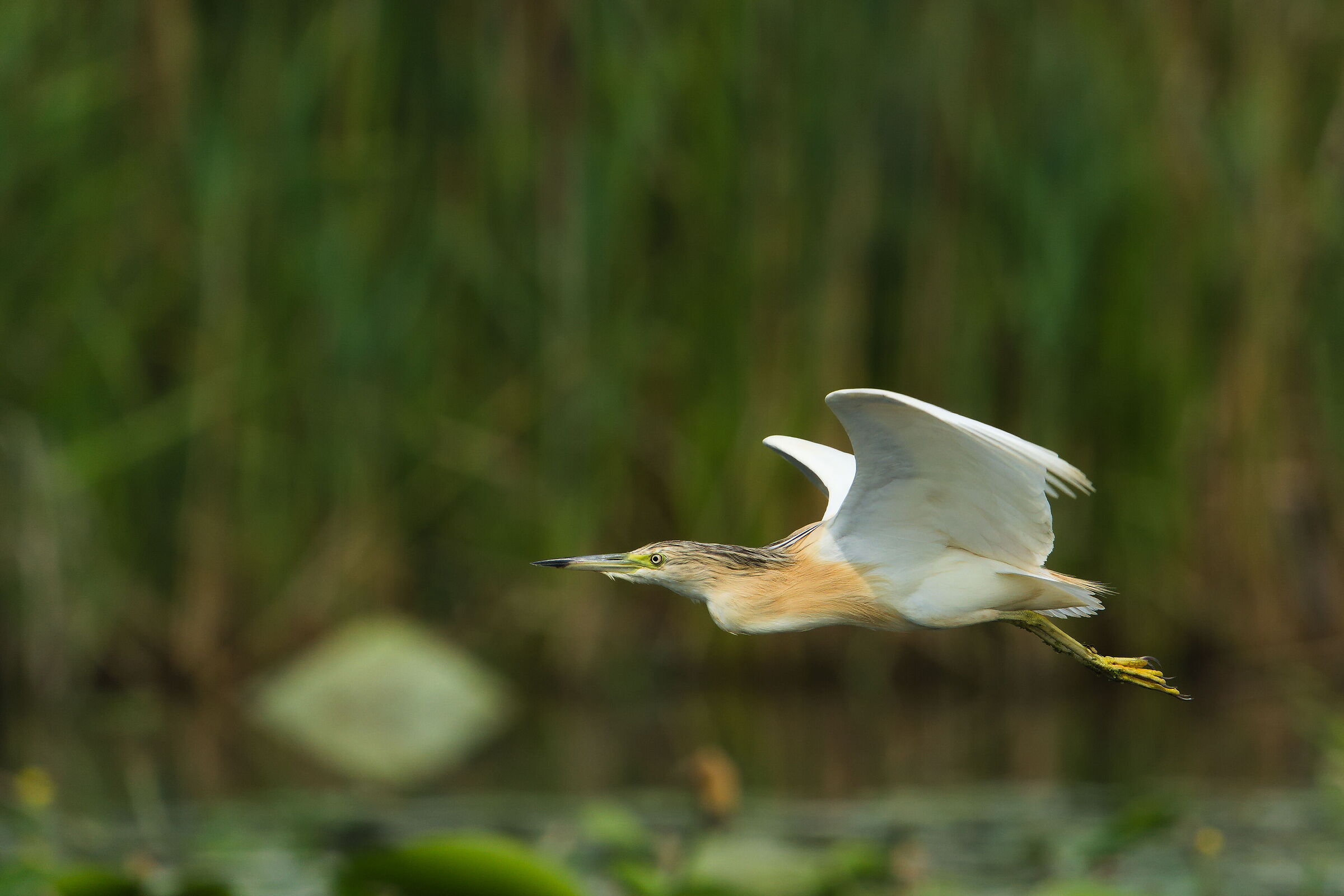 Squacco heron