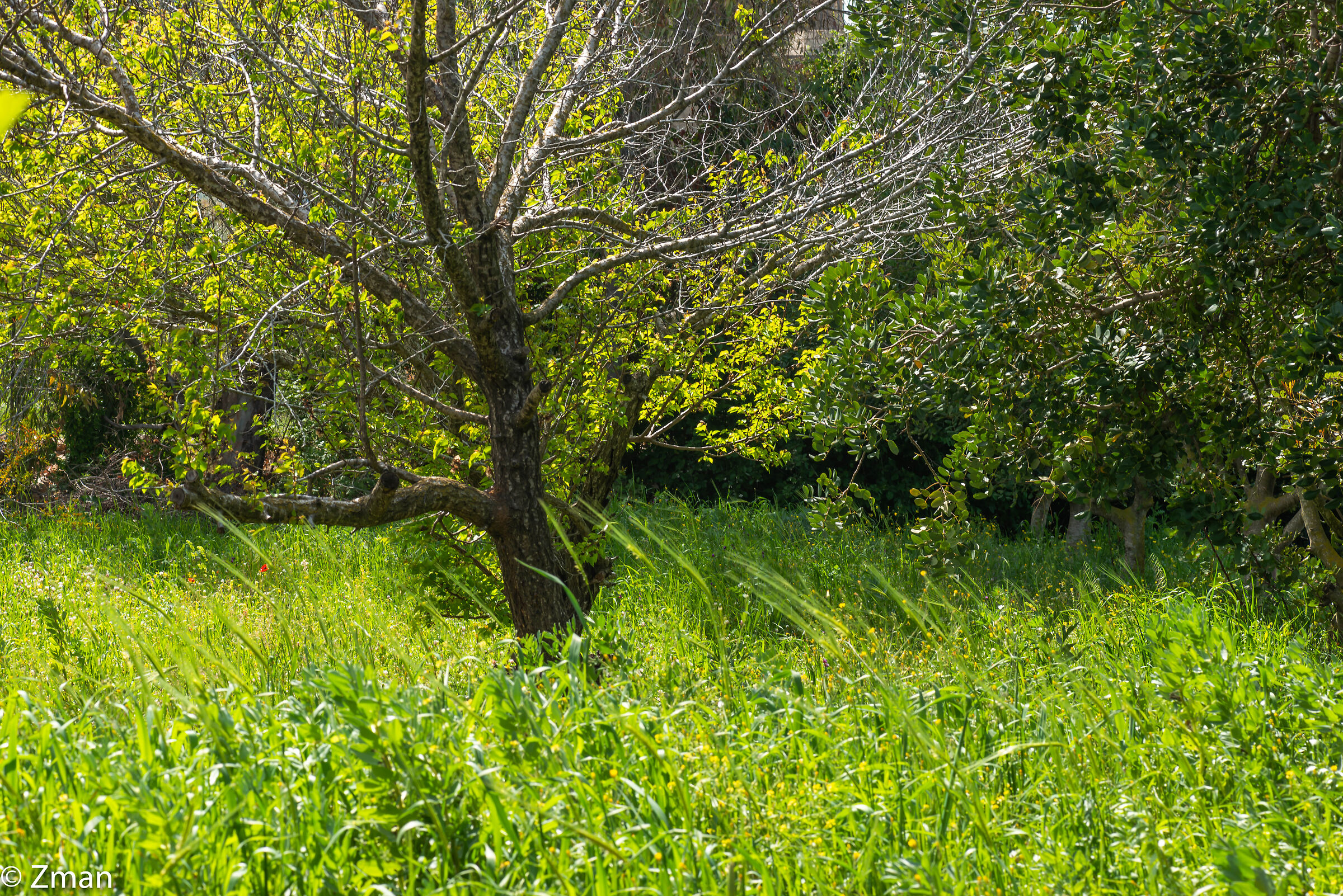 L'albero di albicocca
