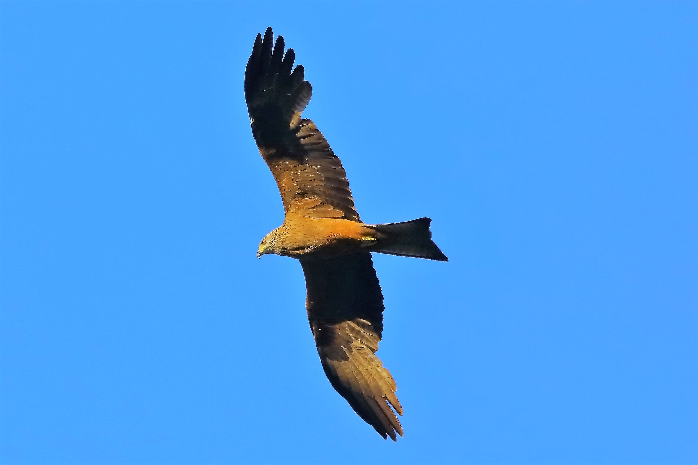 Nibbio bruno 16-06-2022