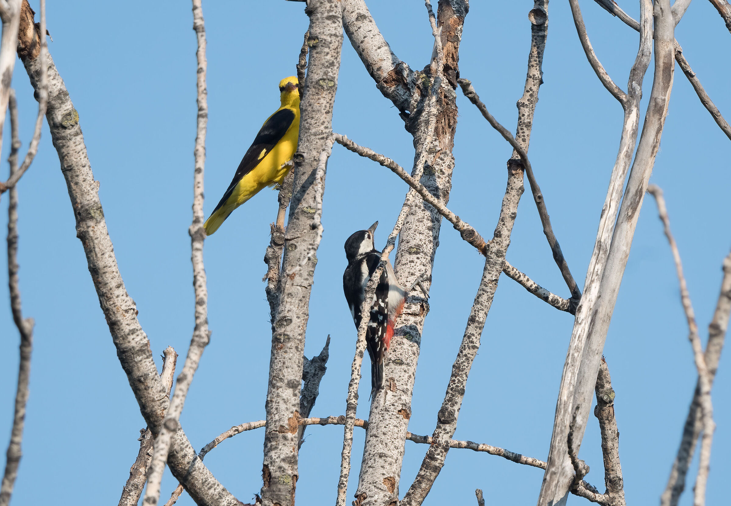 Rigogolo-Picchio r.m.