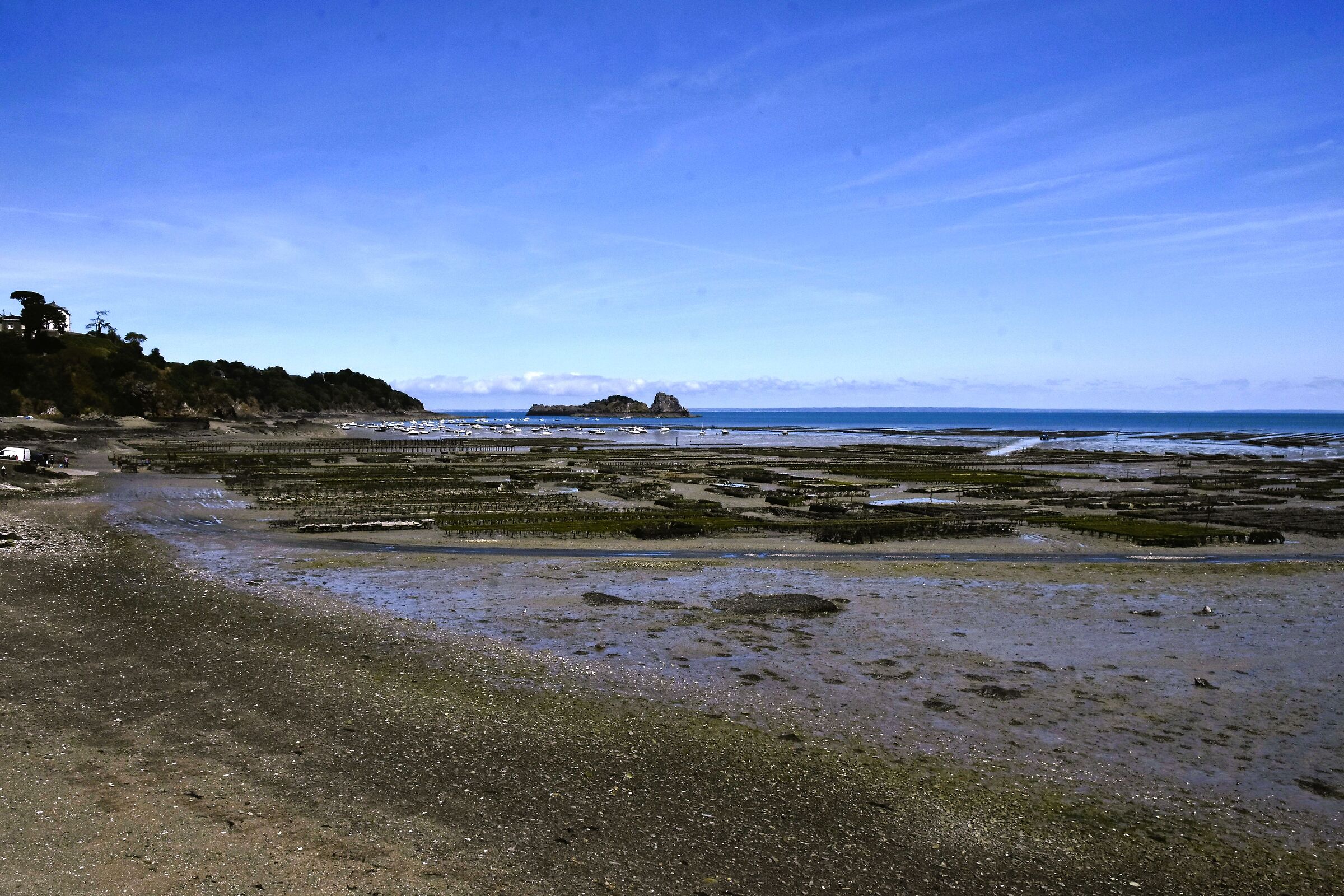 Les mules de Cancale