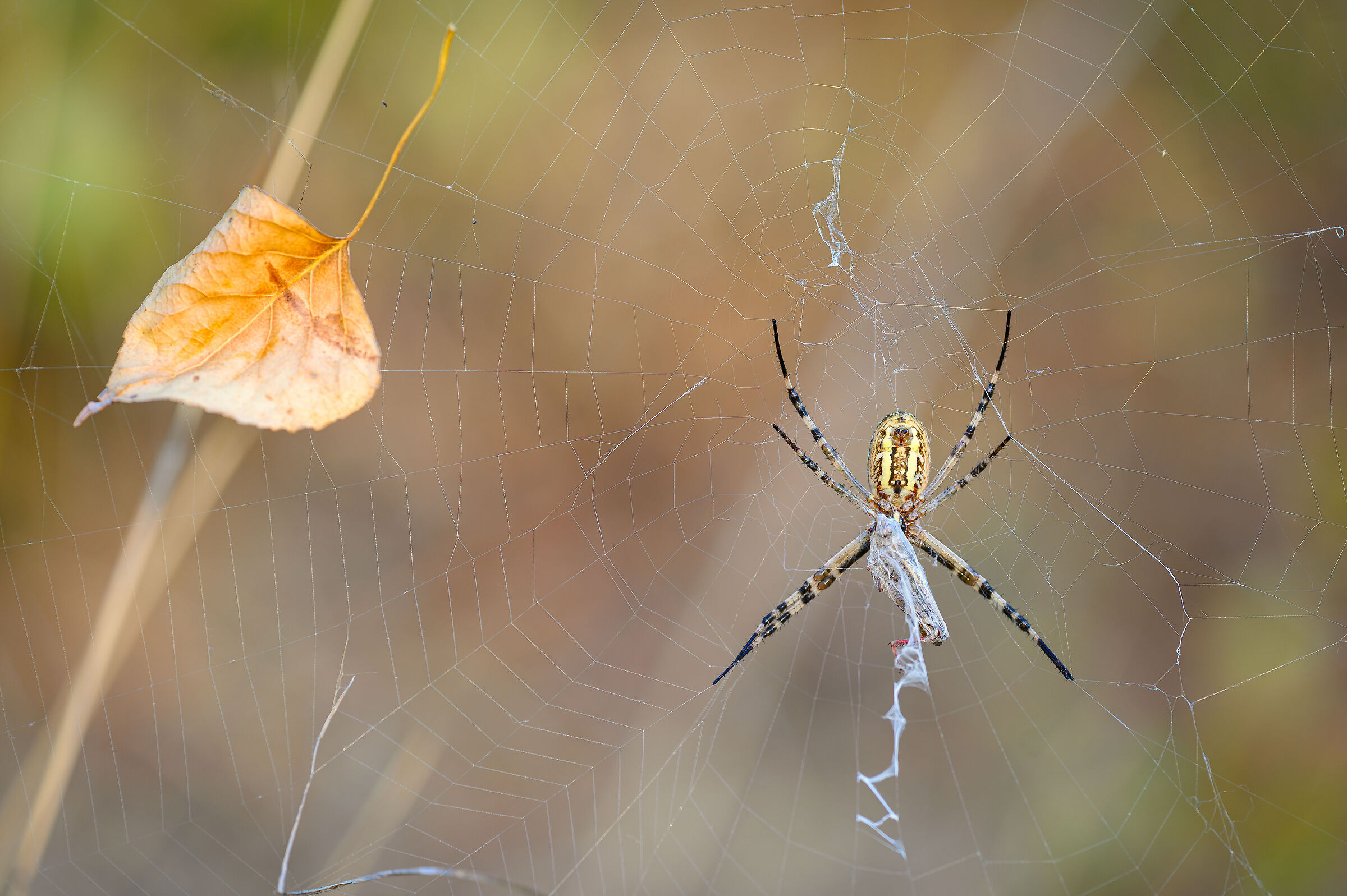 Argiope con preda