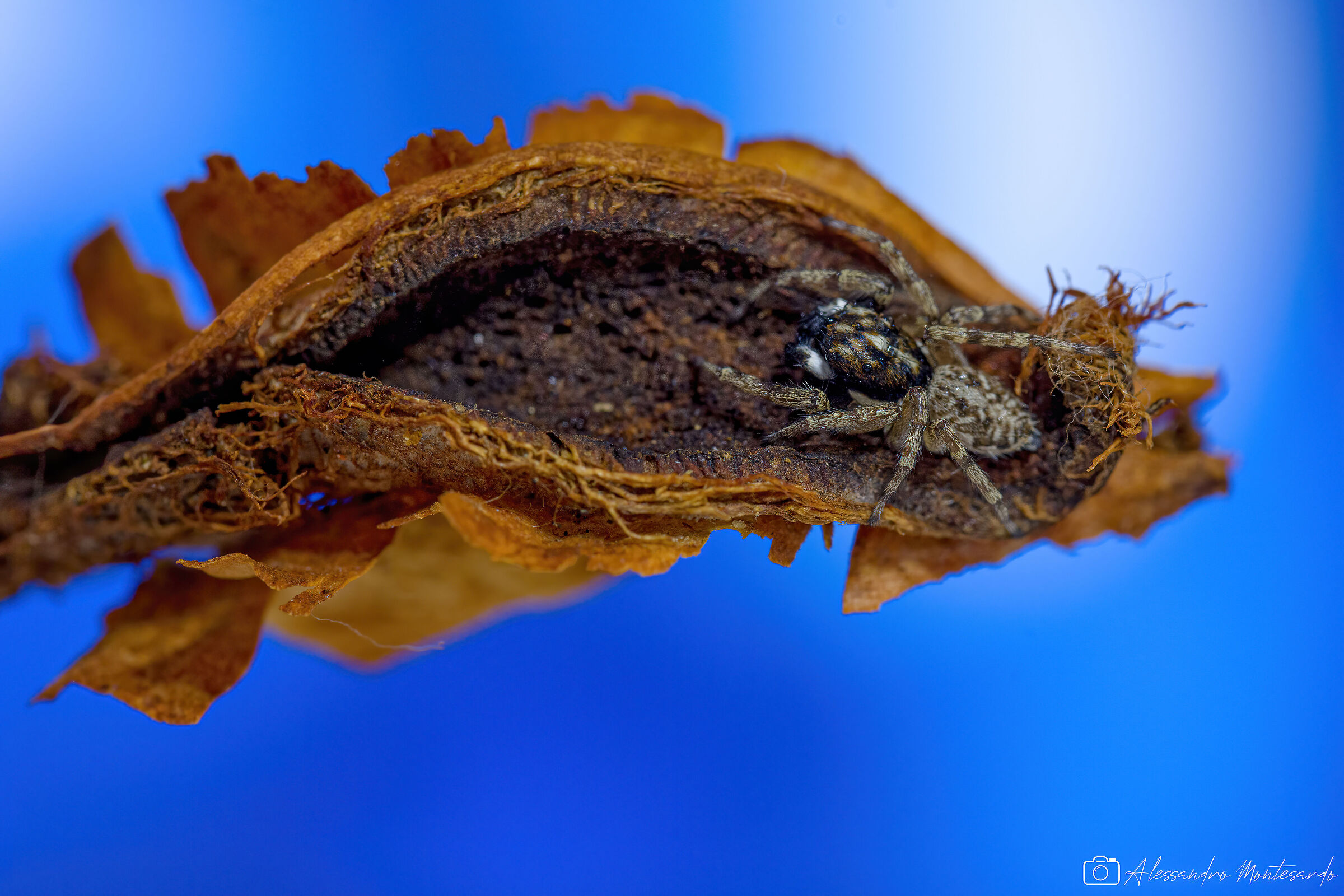 Salticidae curious