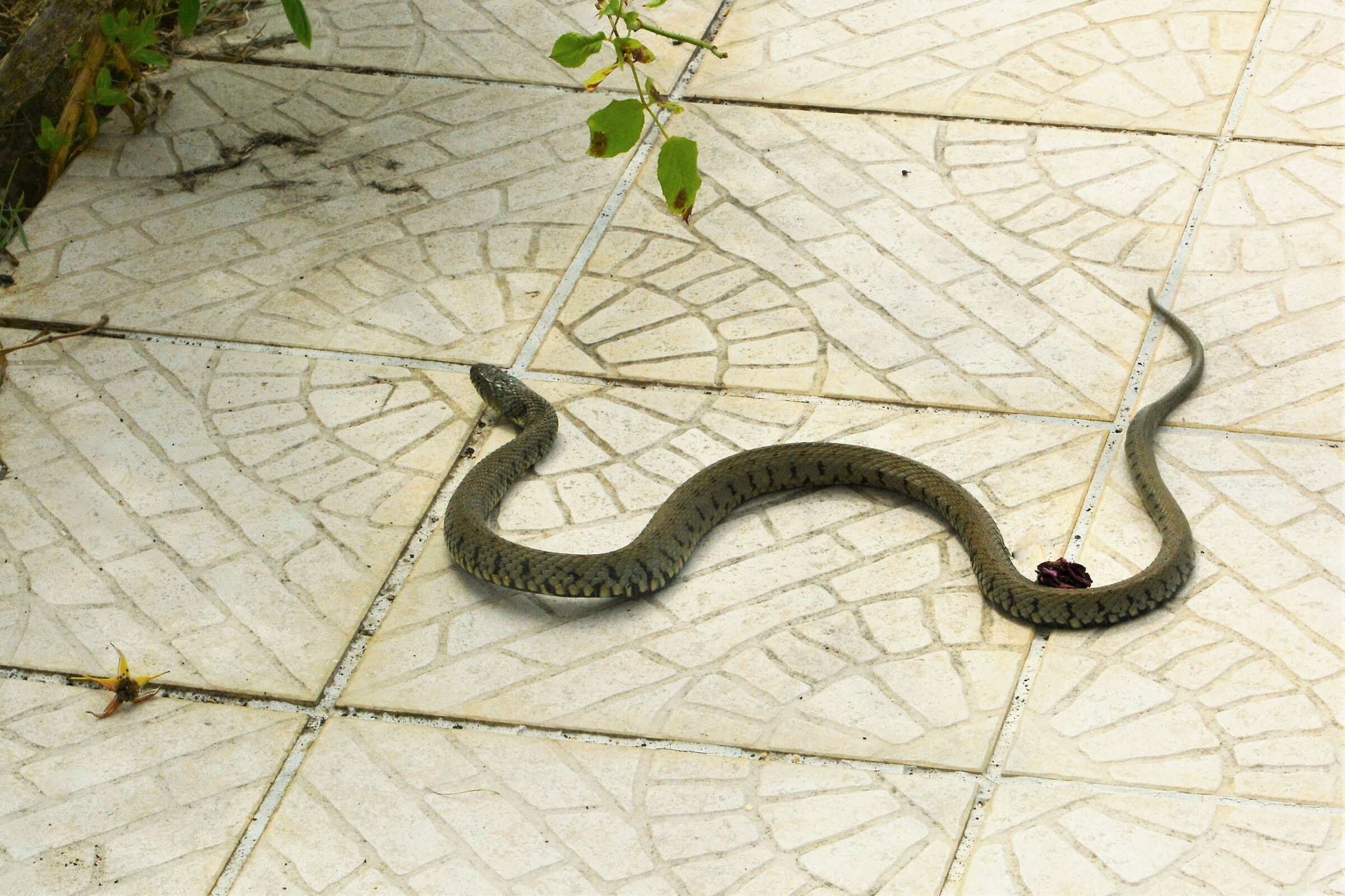 ... poi magari la tolgo....