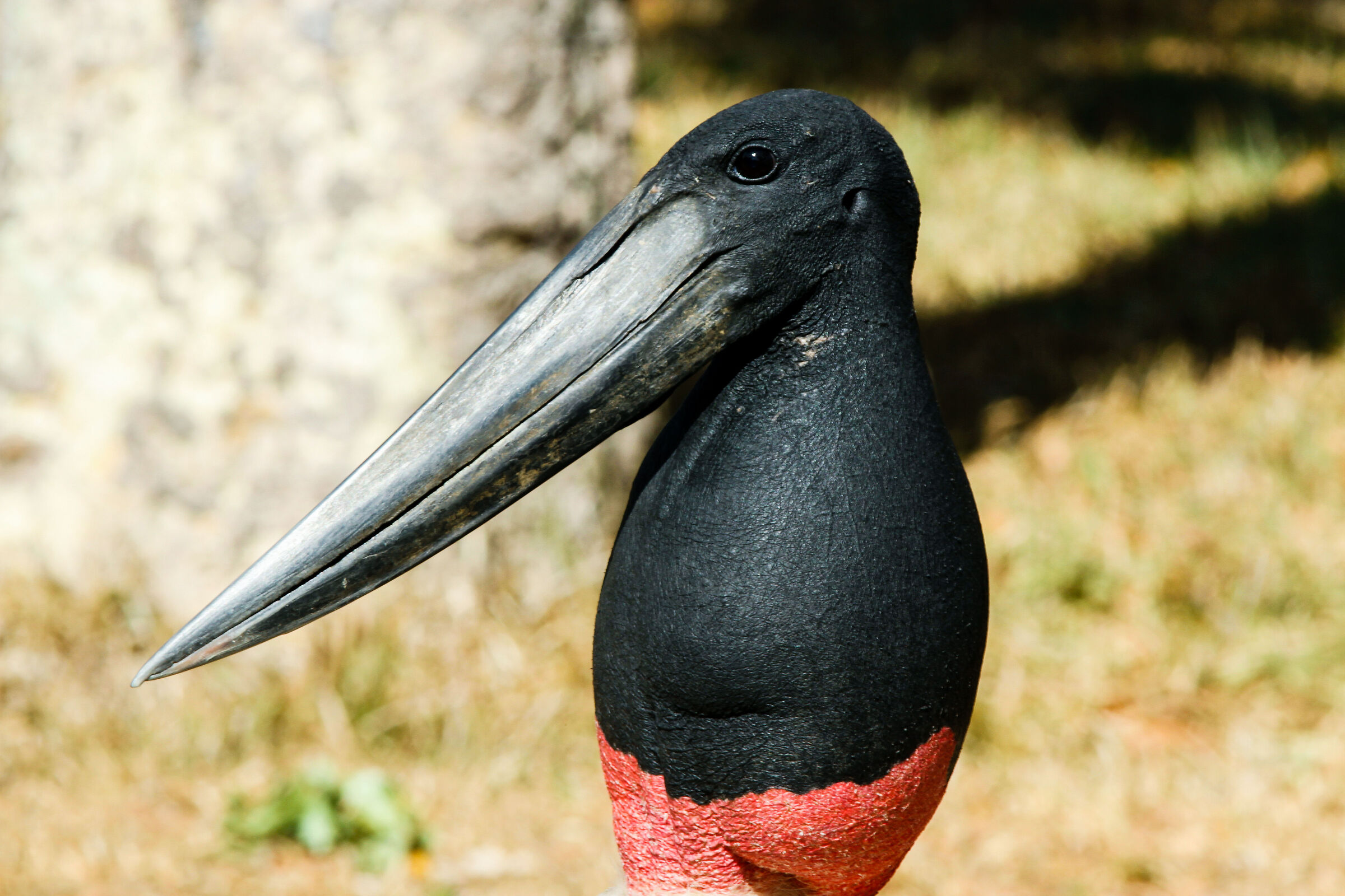 Jabiru