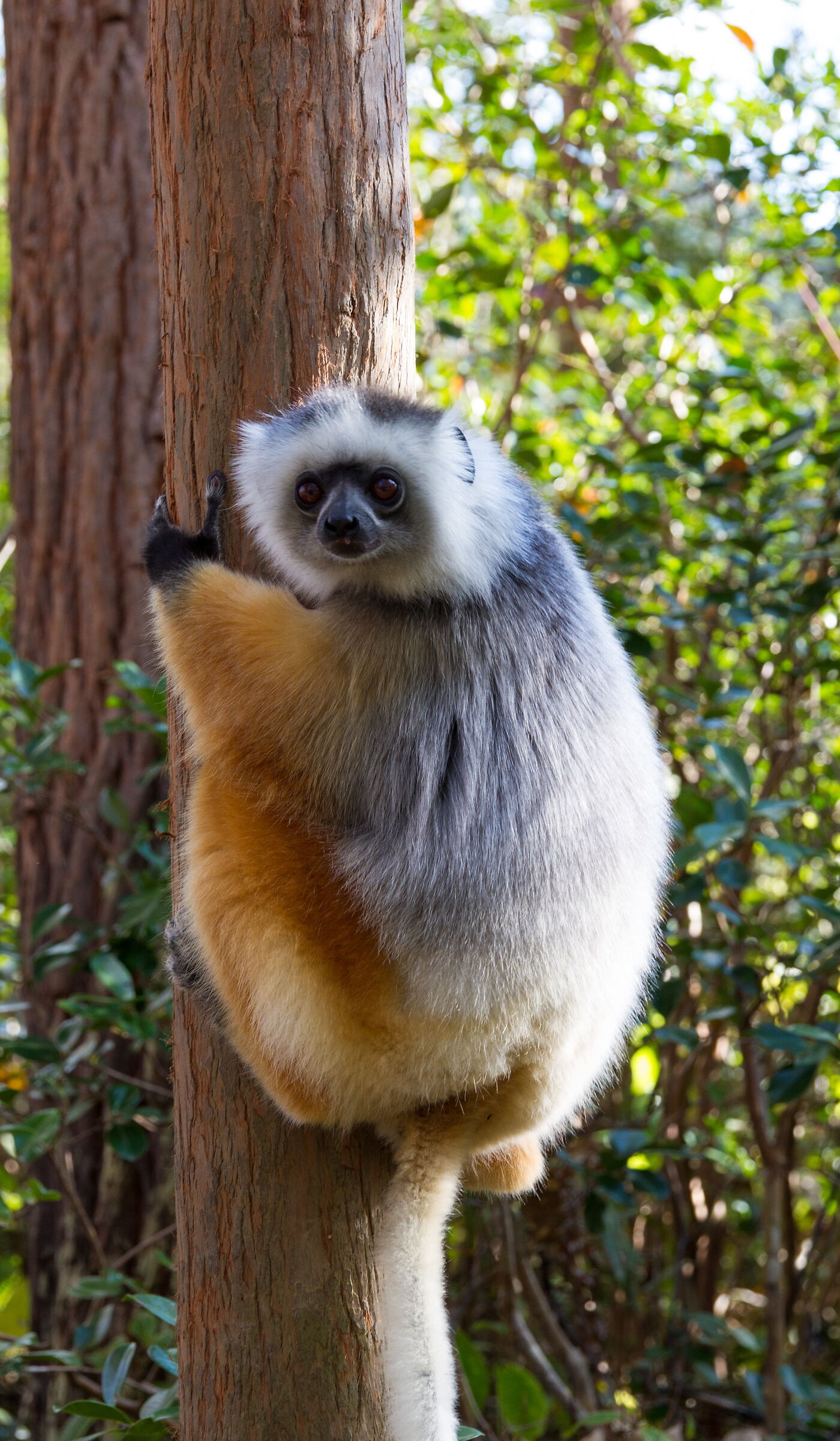 Lemur