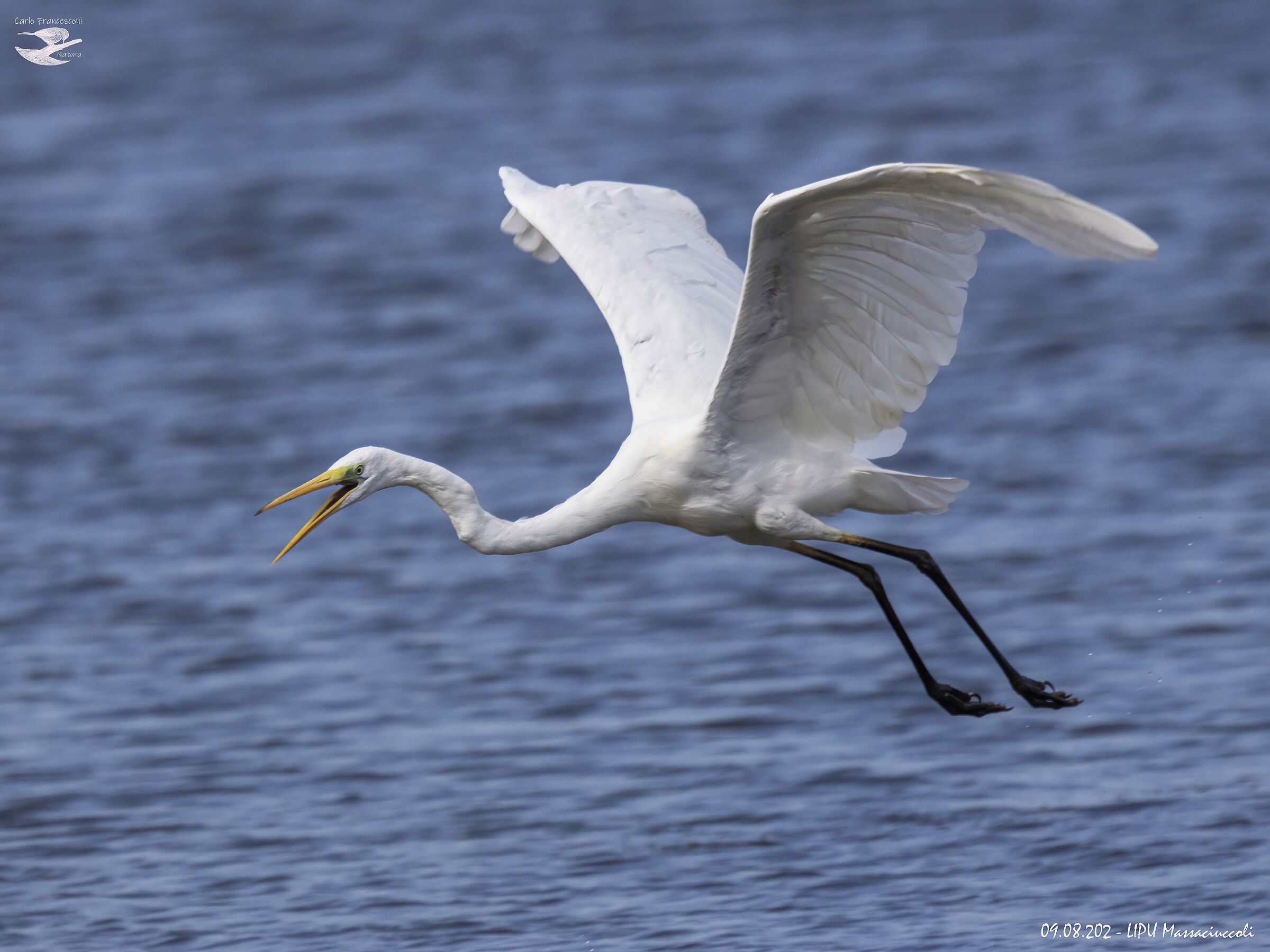 Airone lipu Massaciuccoli