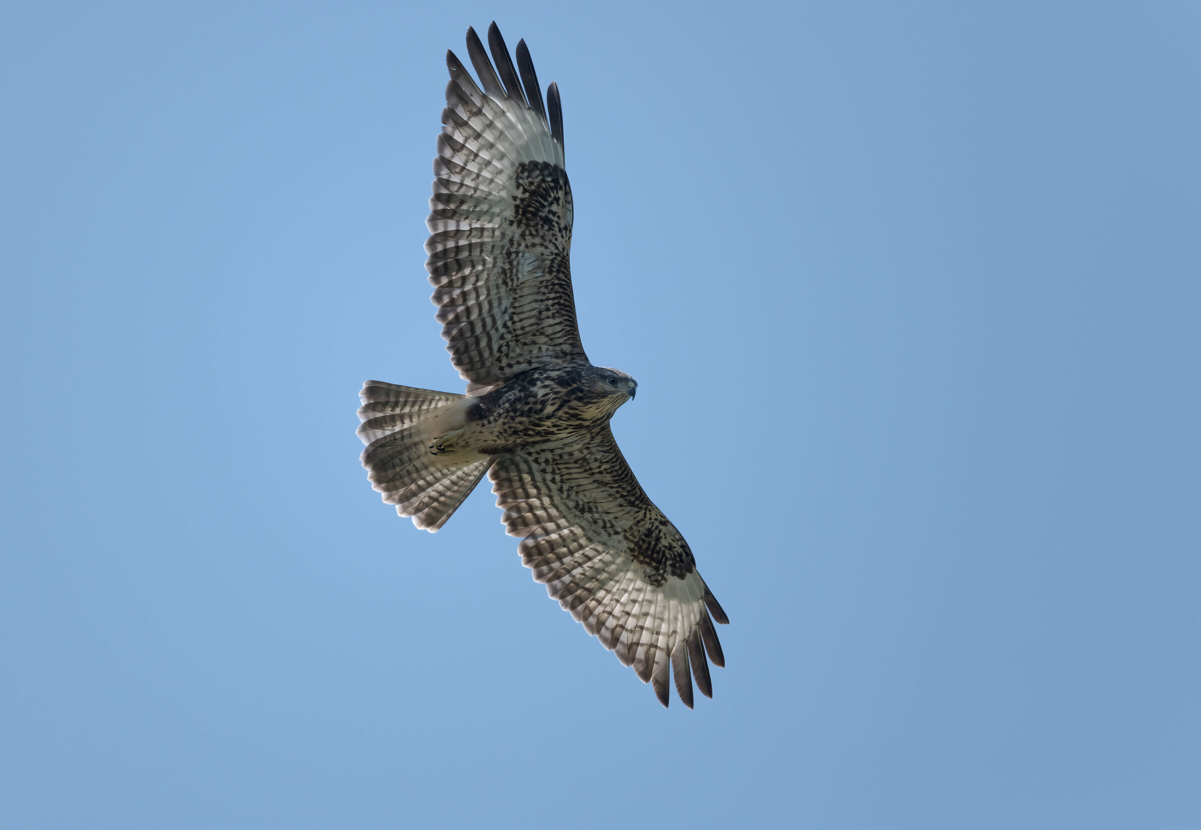 Young buzzard