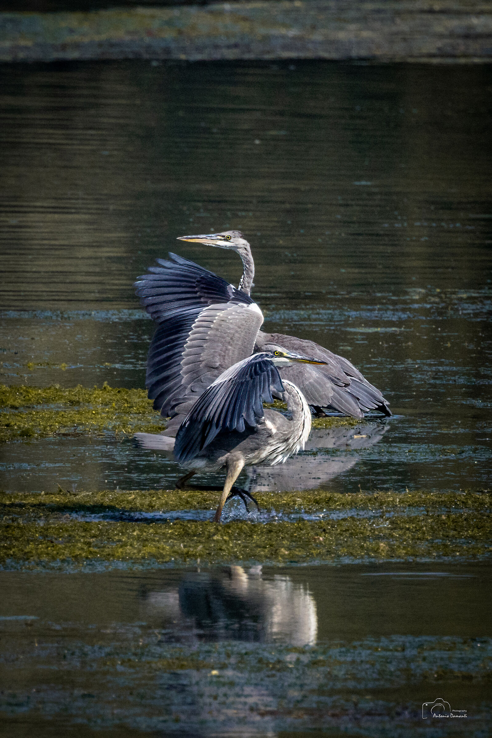 Crossings - Grey herons