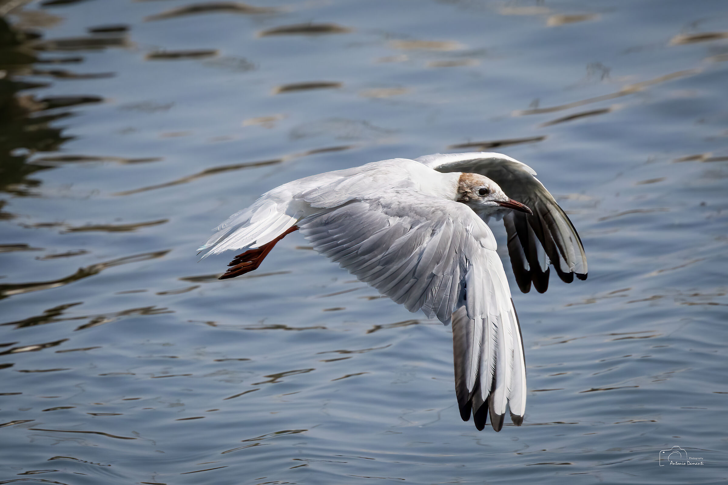 Gull