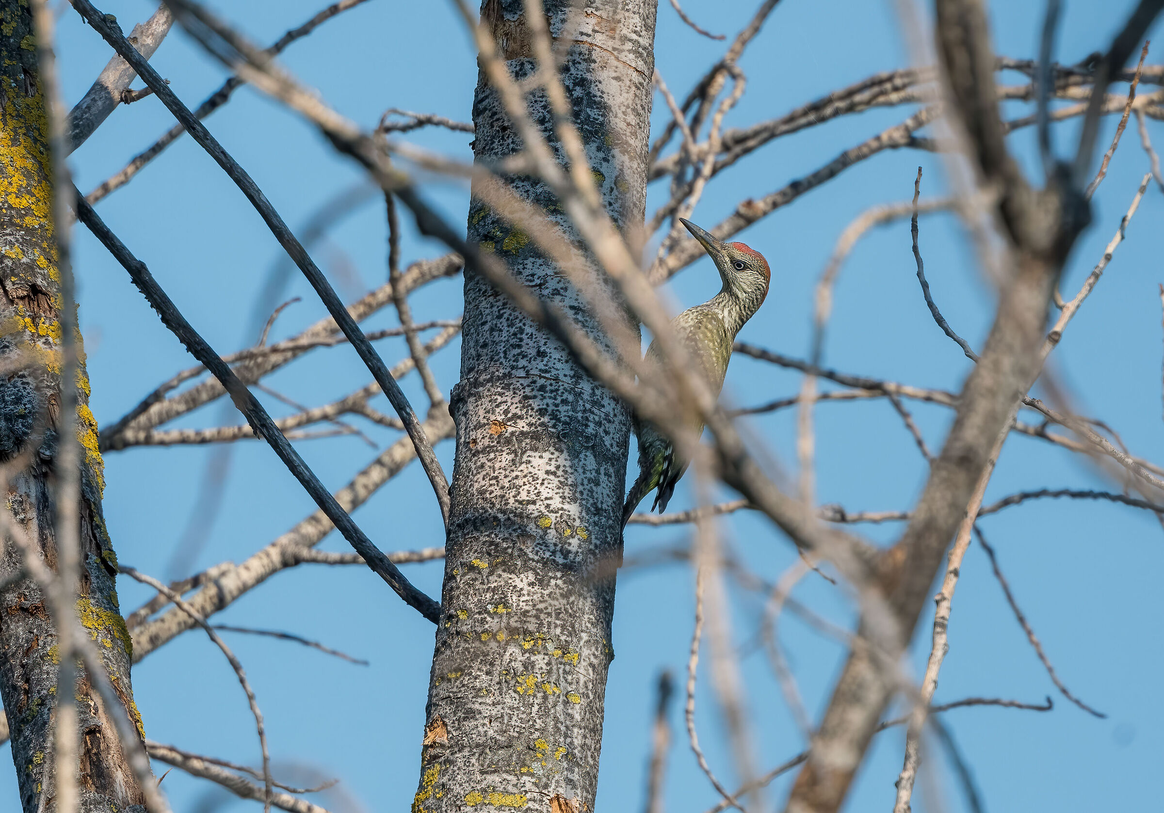 Picchio verde giovane