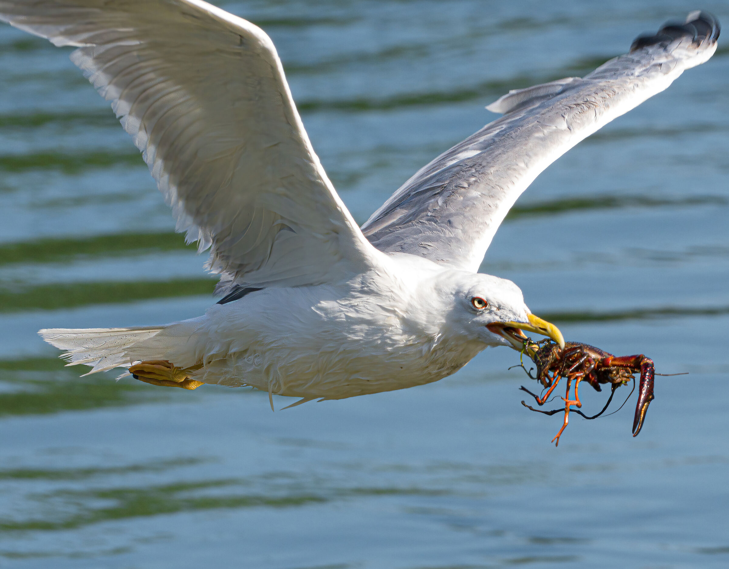 Louisiana seagull with red shrimp