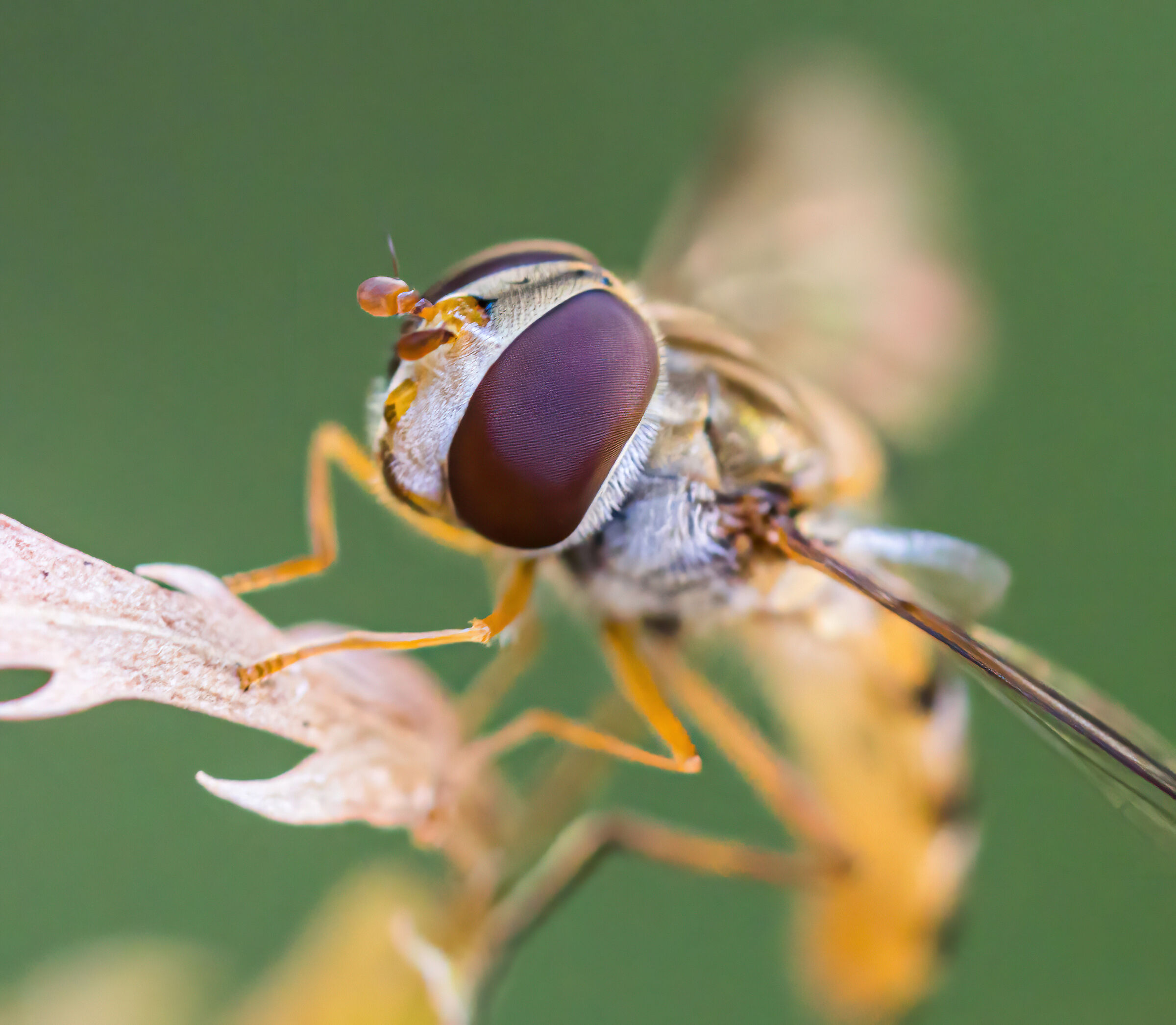 Episyrphus balteatus
