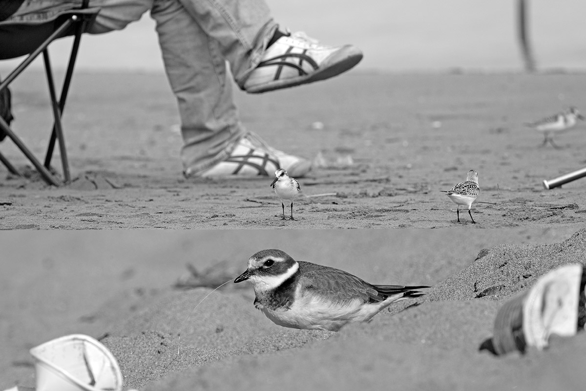 Three-toed sandpiper