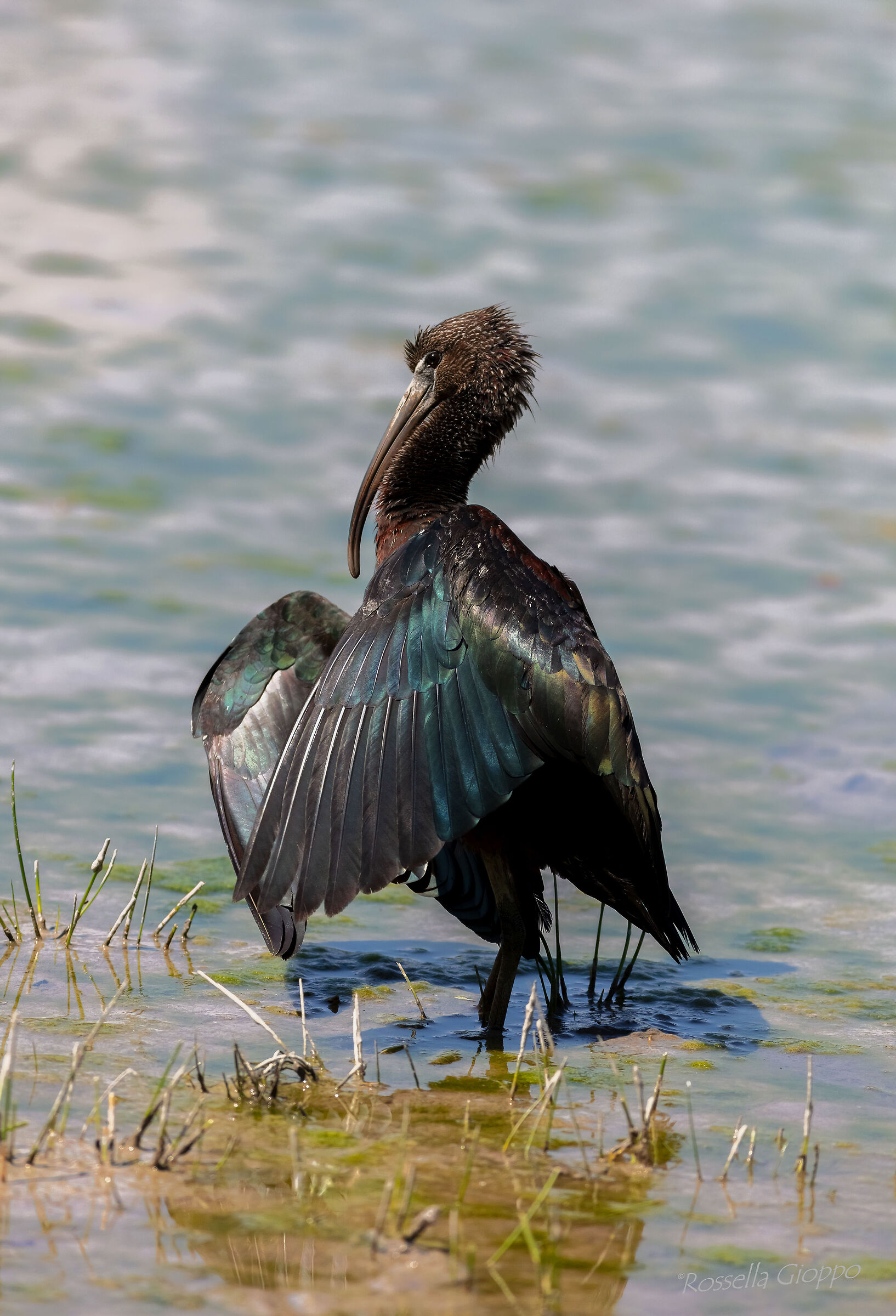 Plegadis falcinellus (Mignattaio)