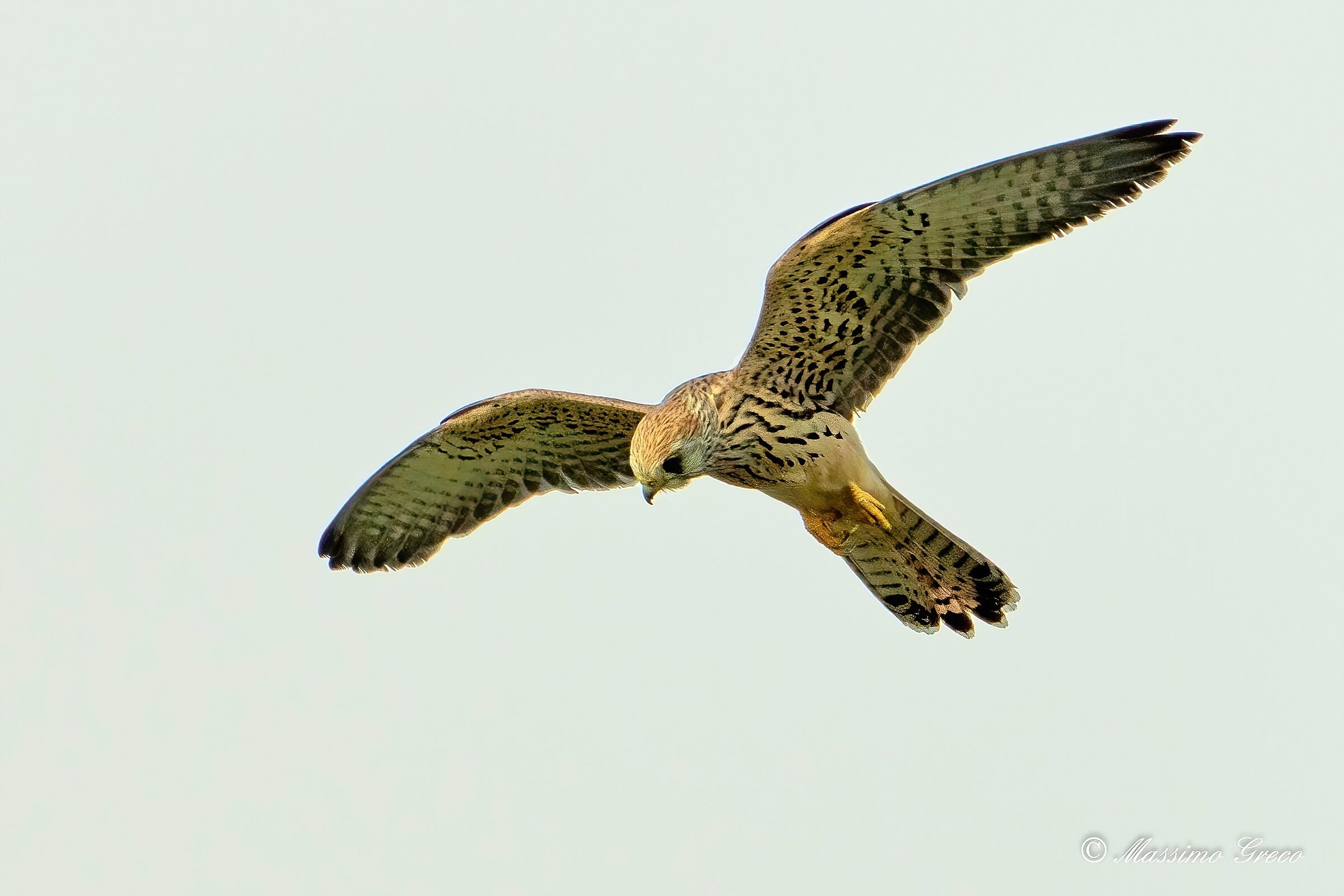 Gheppio (Falco tinnunculus)