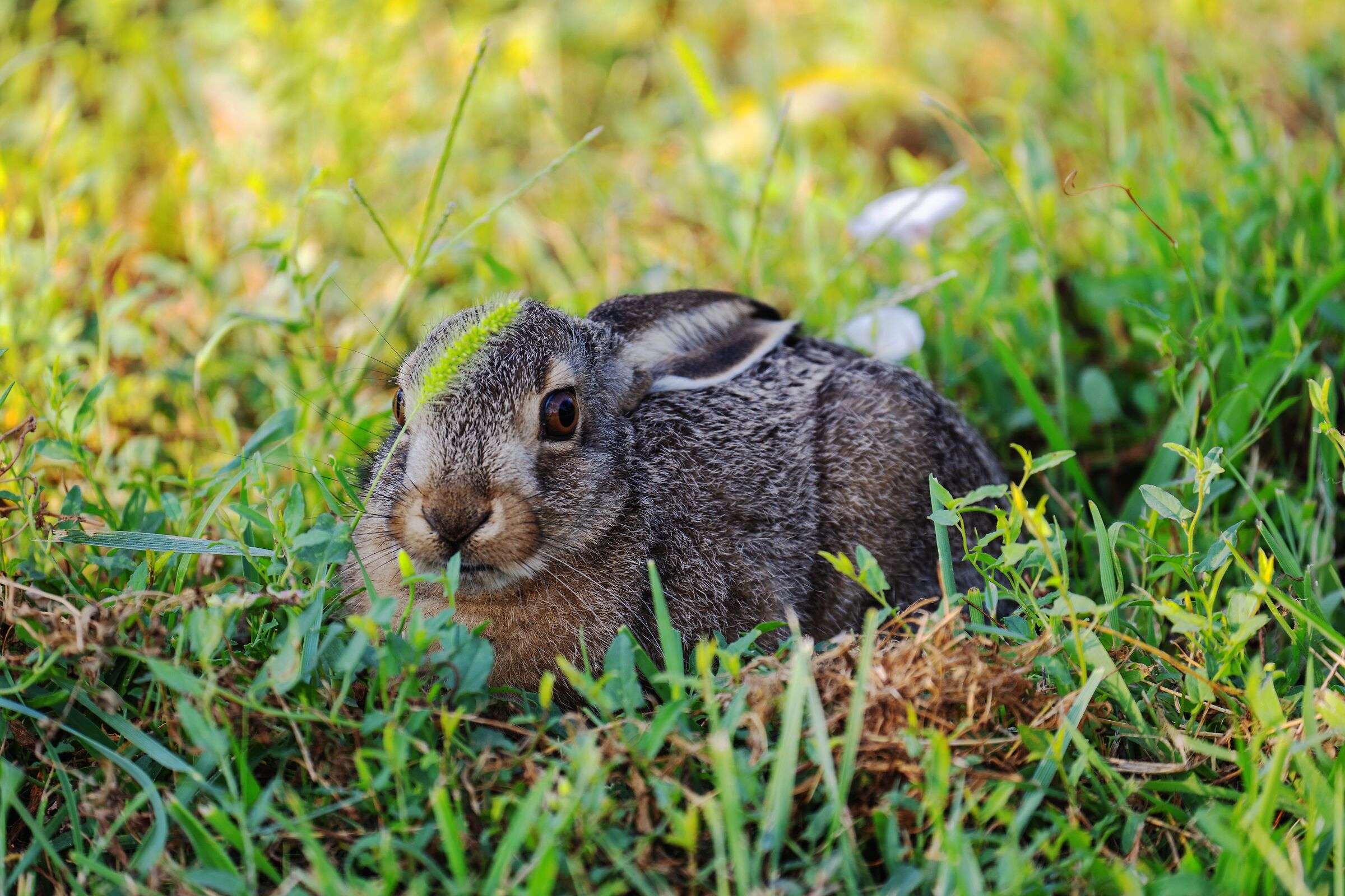 An unexpected encounter... walking in the countryside.