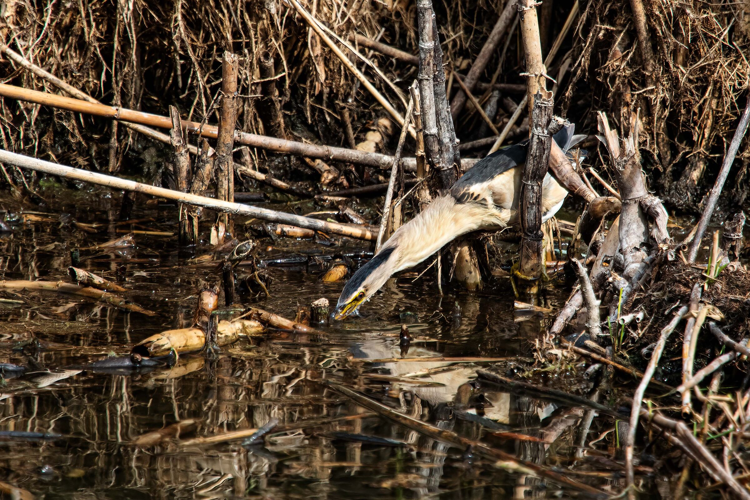 LITTLE BITTERN
