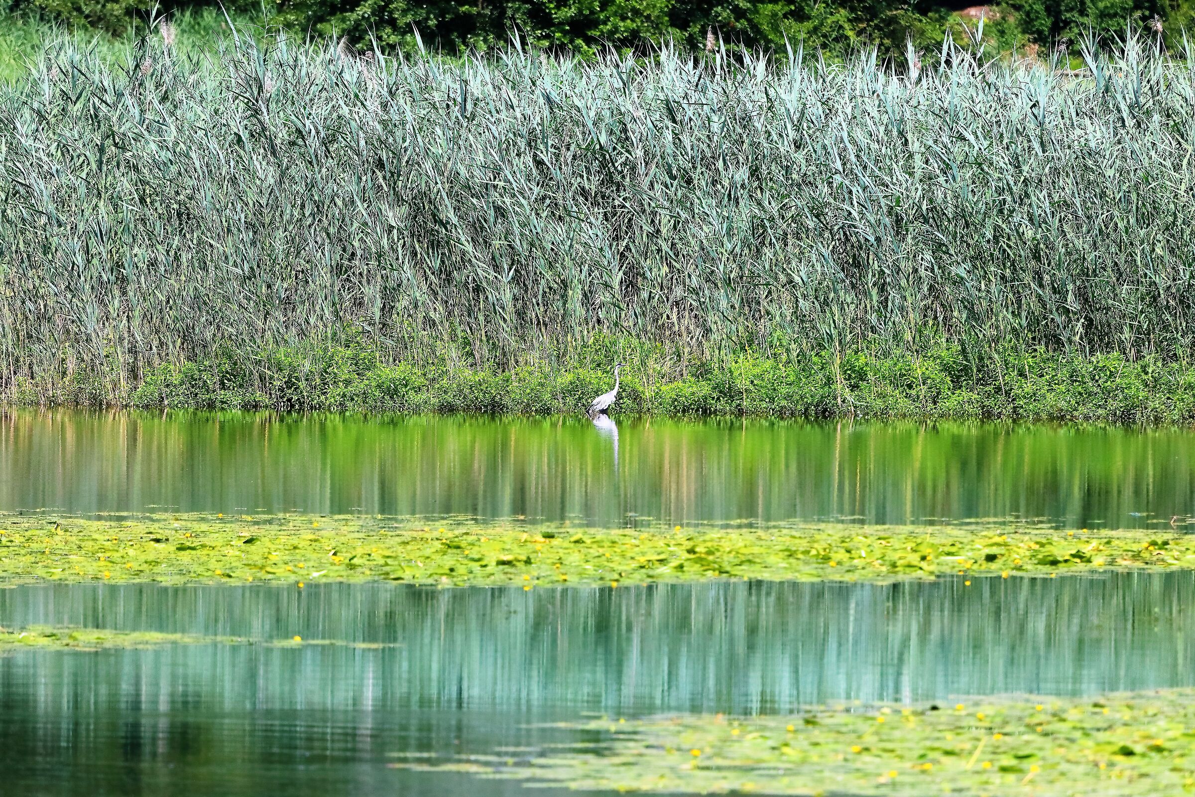 Palude di Brivio 29-06-2022