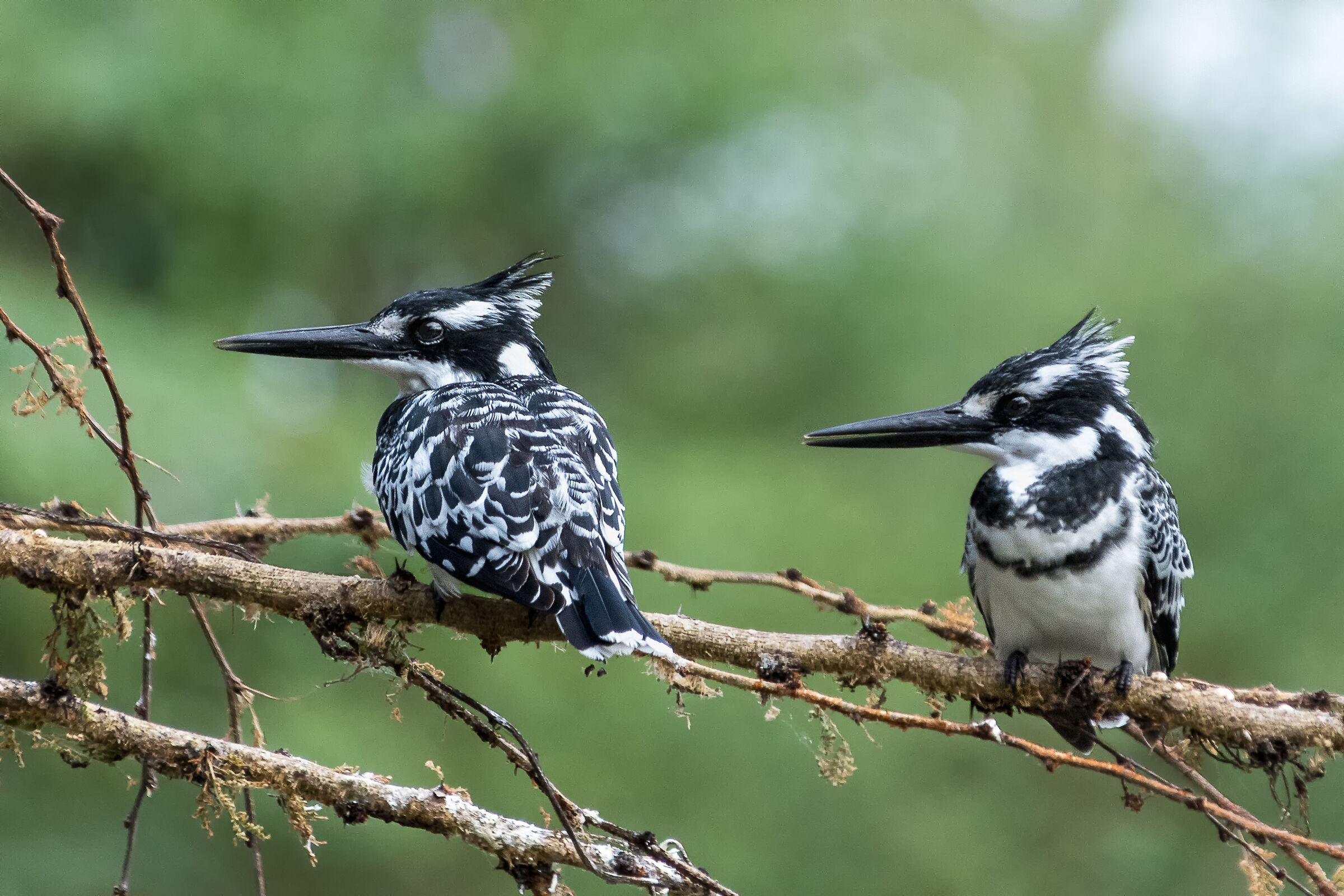 A pair of Kingfishers with tufts