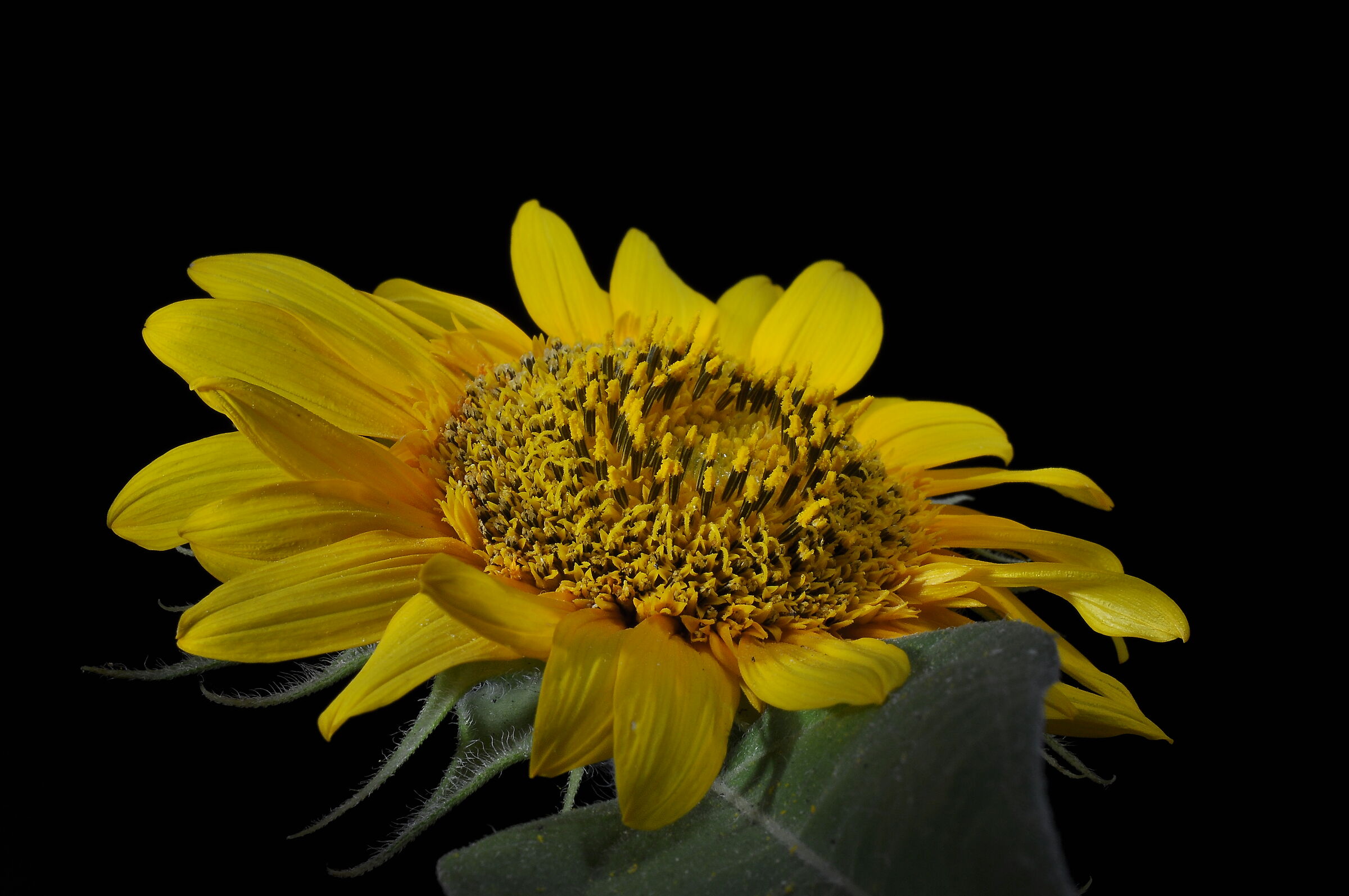 Girasole Nano Doppio