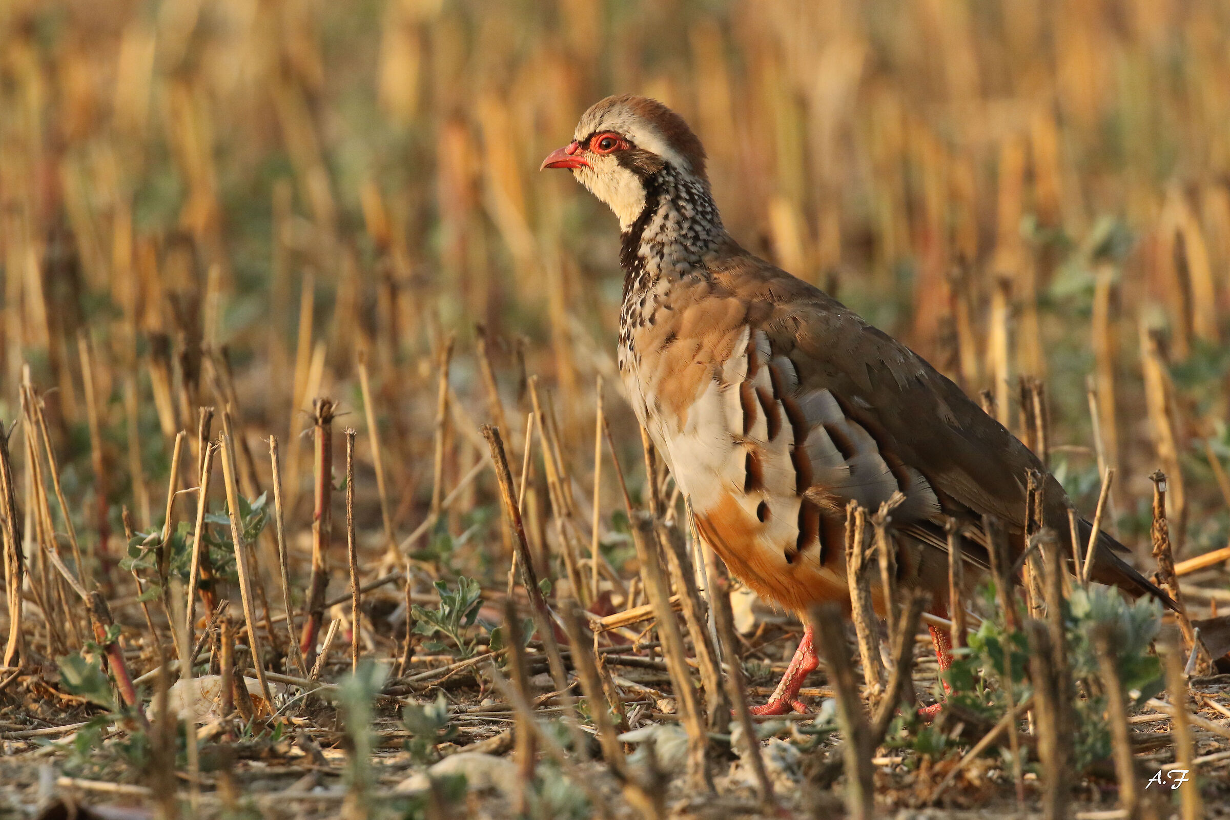 Partridge