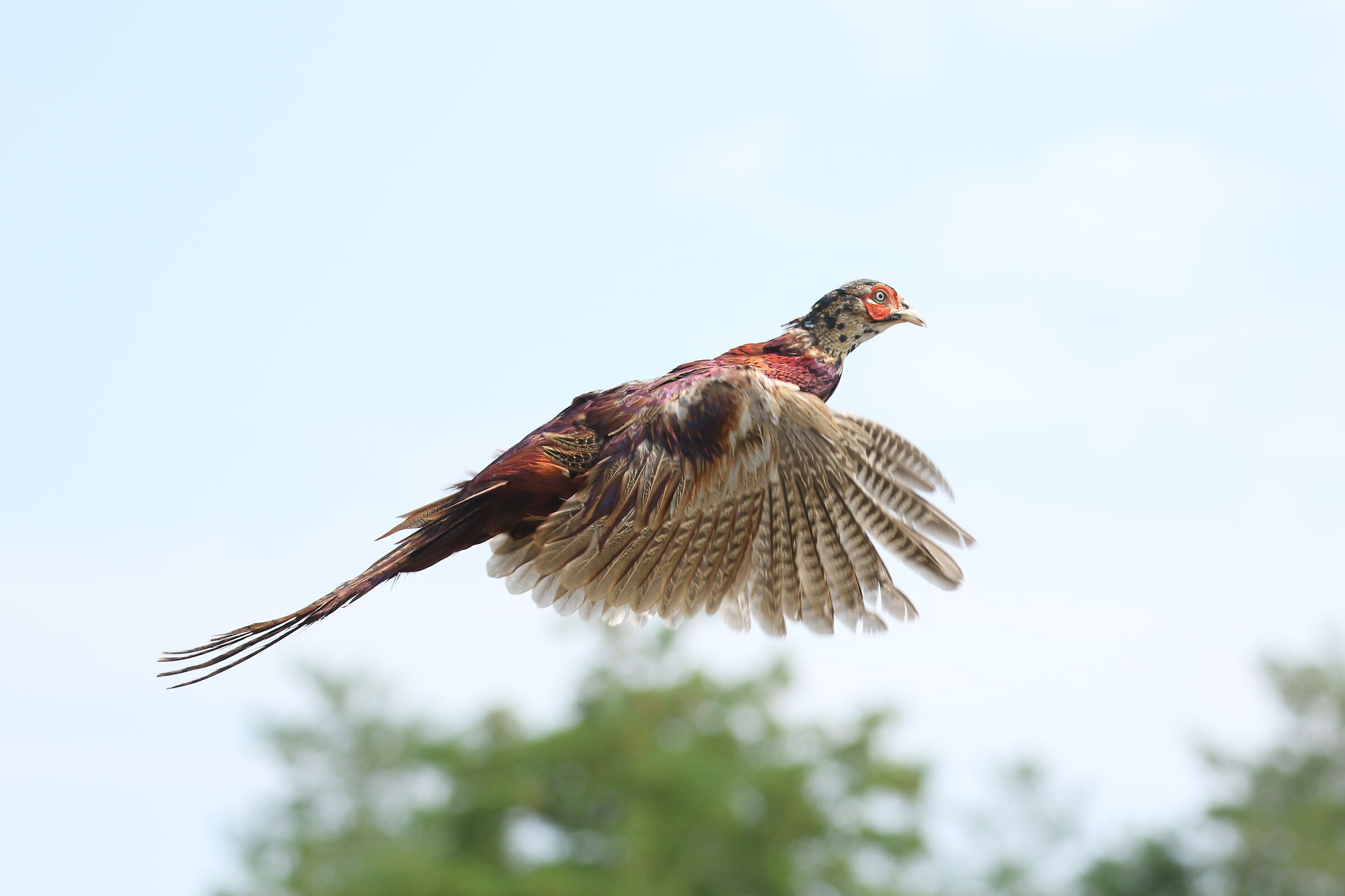 Pheasant