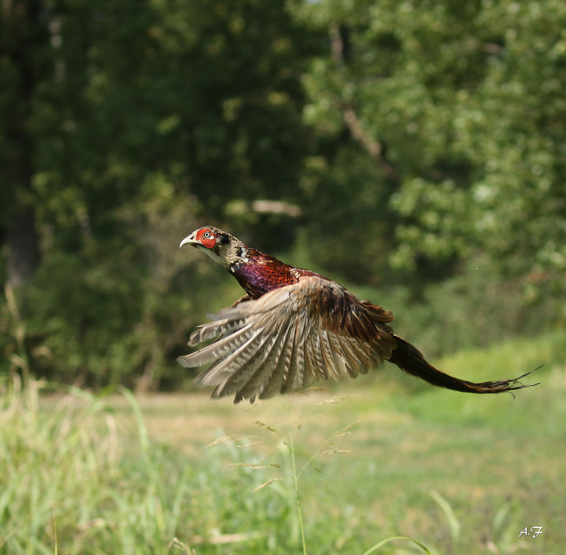 Pheasant