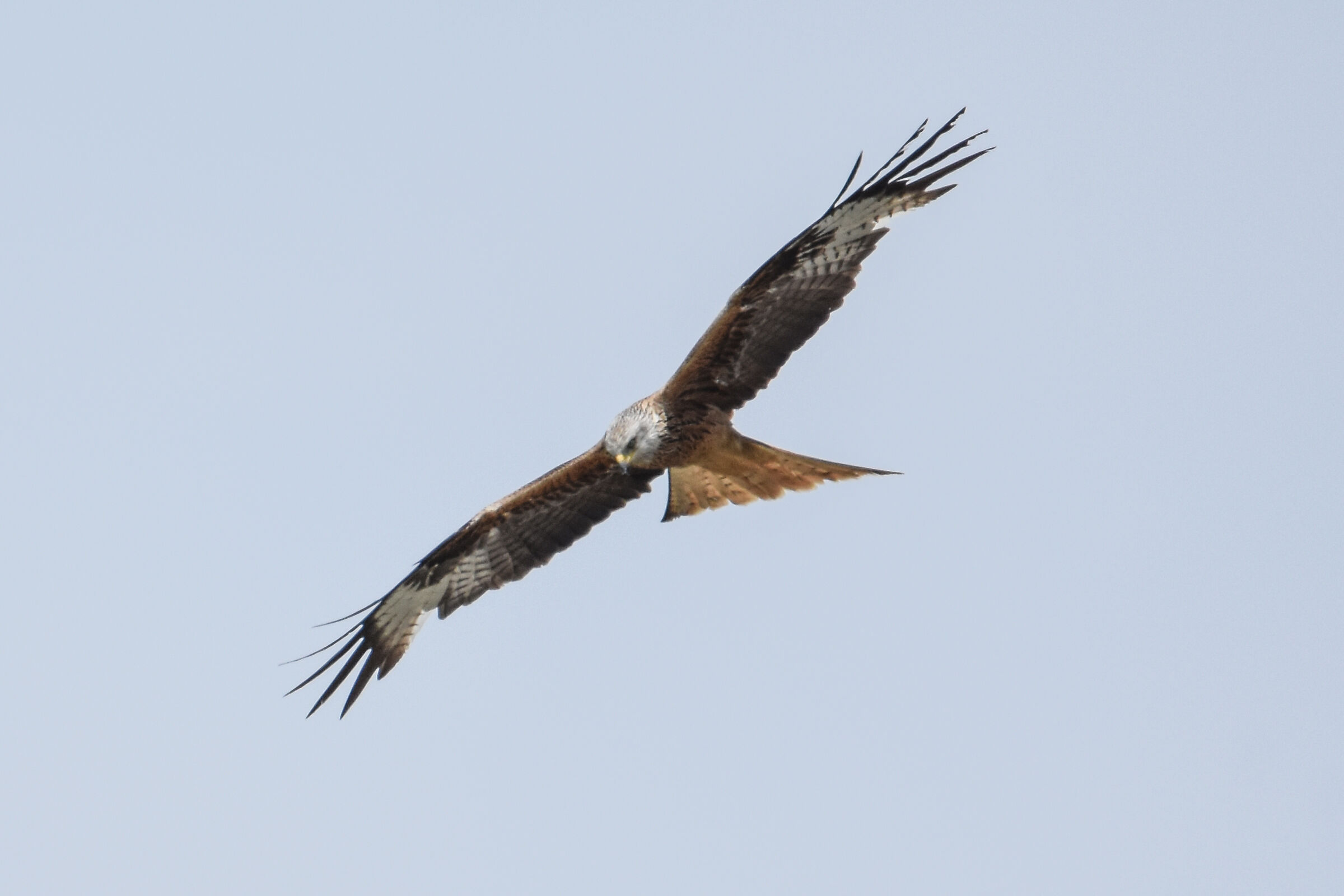 RED KITE
