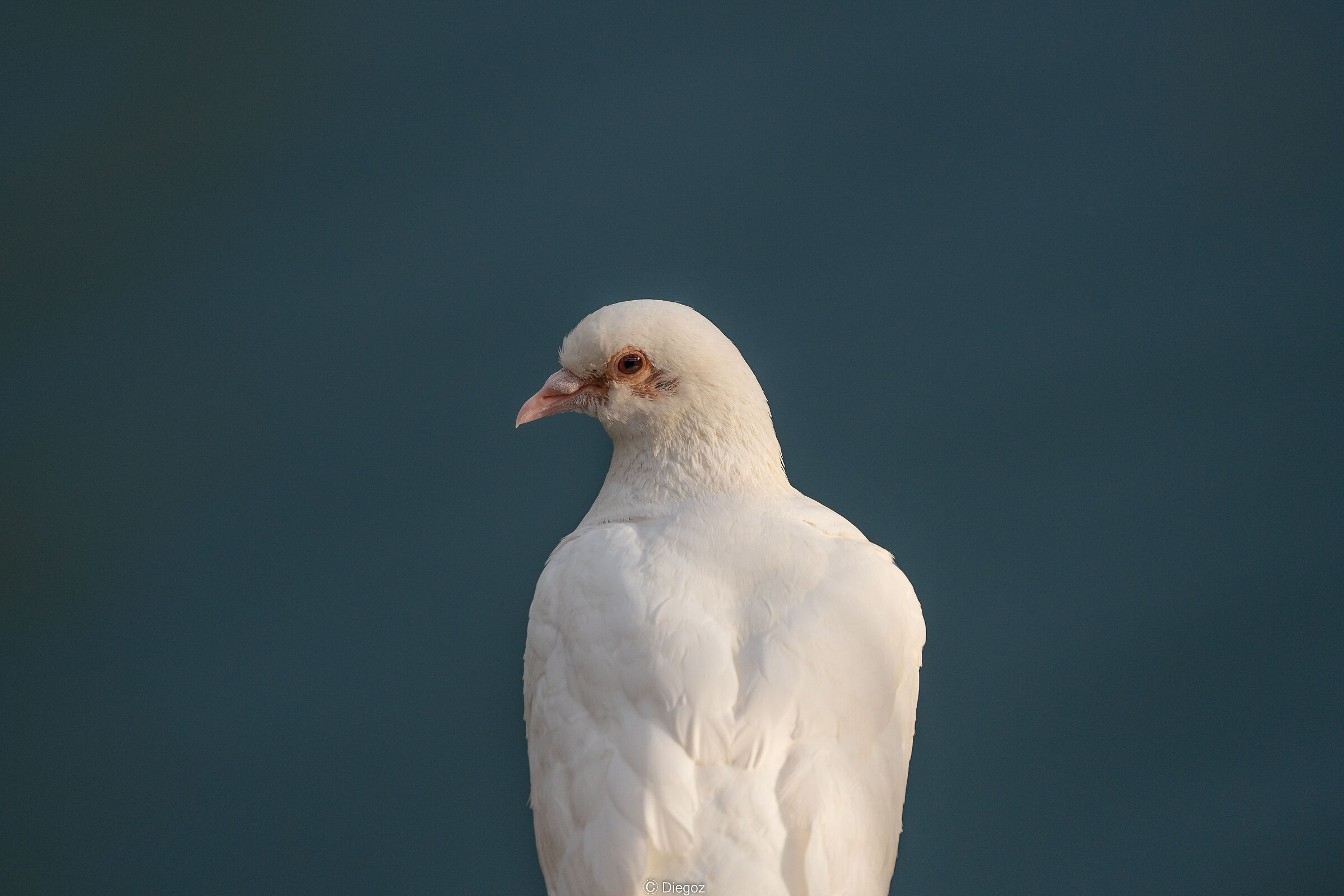 dove?