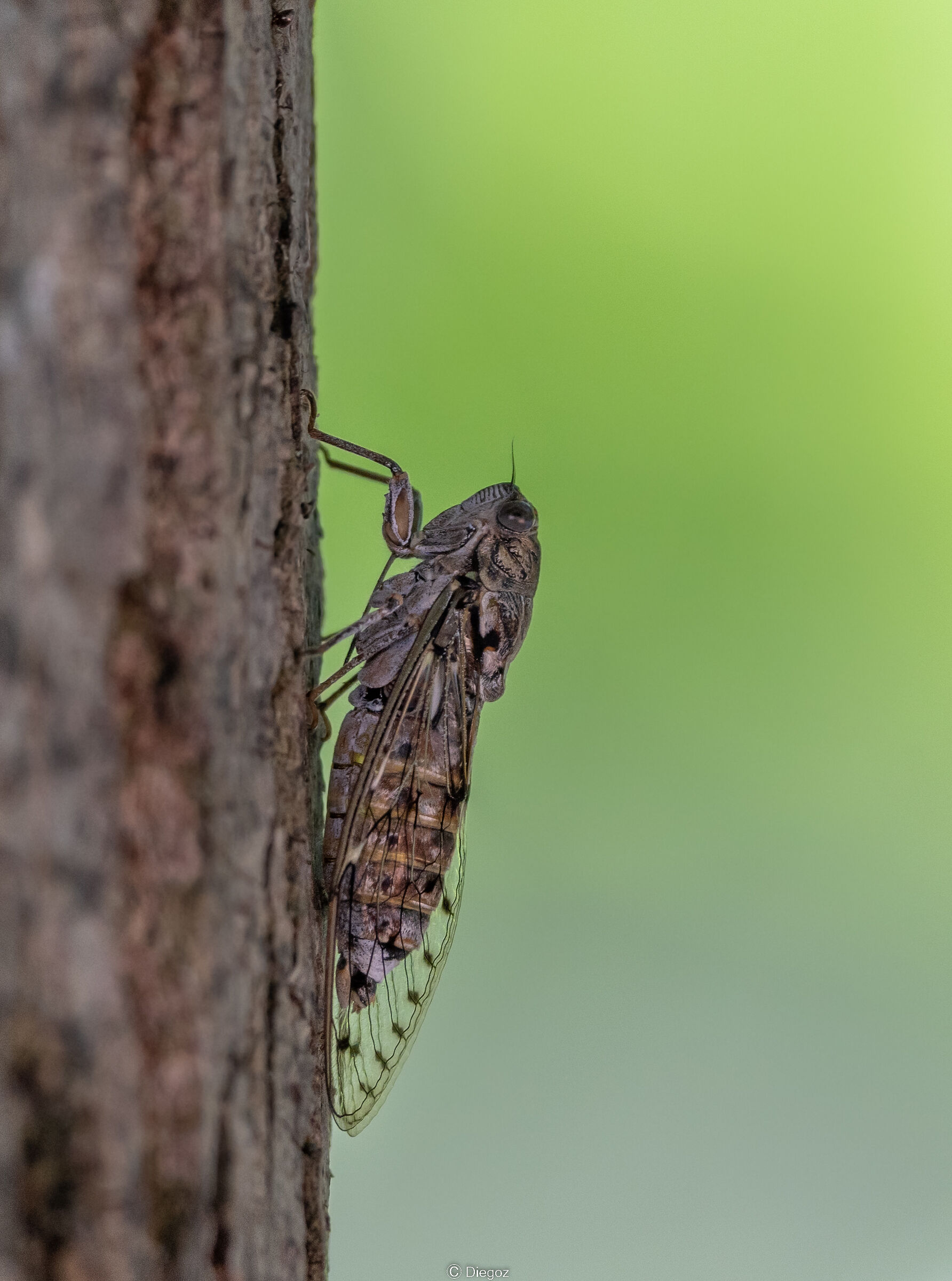 cicada