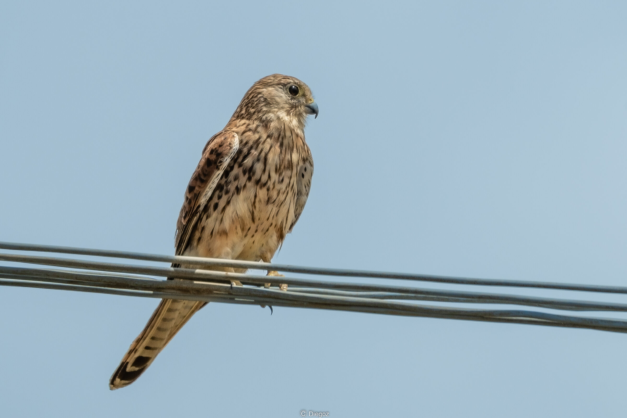kestrel