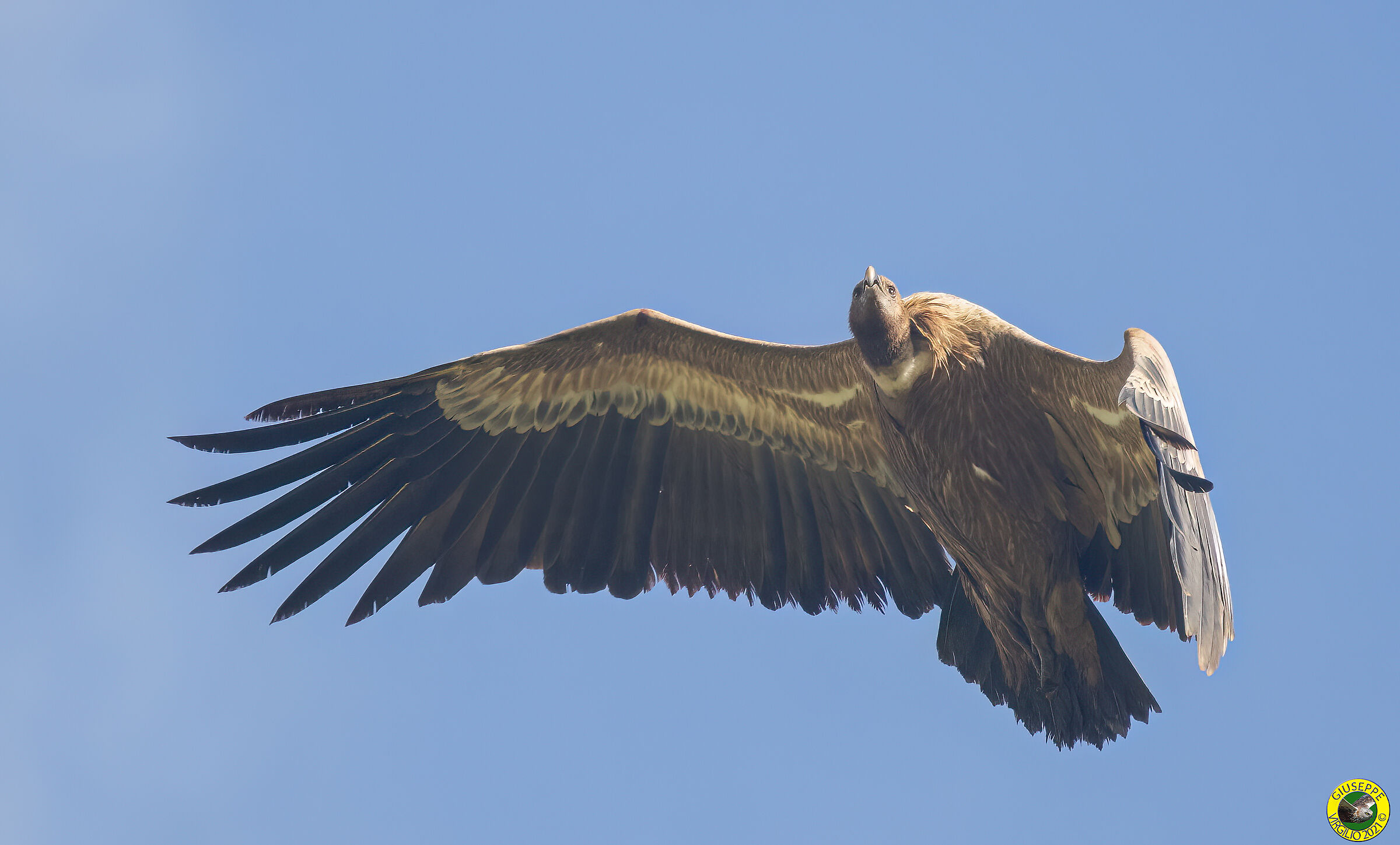 Grifone - fulvus (Linnaeus, 1758) (Sardinia 2021)