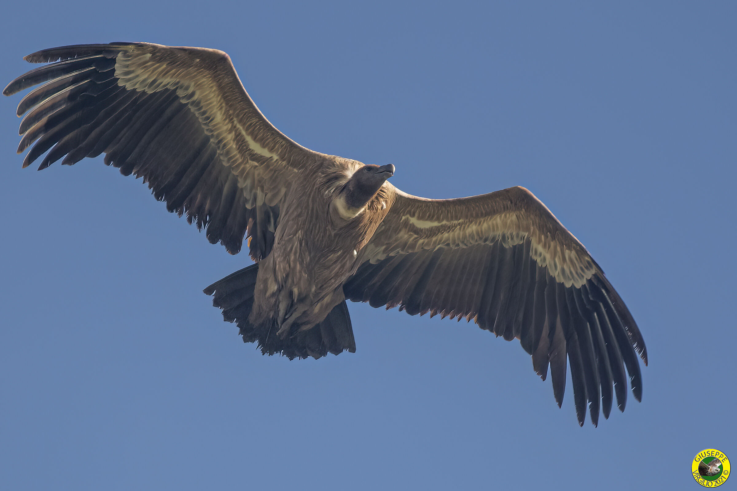 Grifone - fulvus (Linnaeus, 1758) (Sardinia 2021)