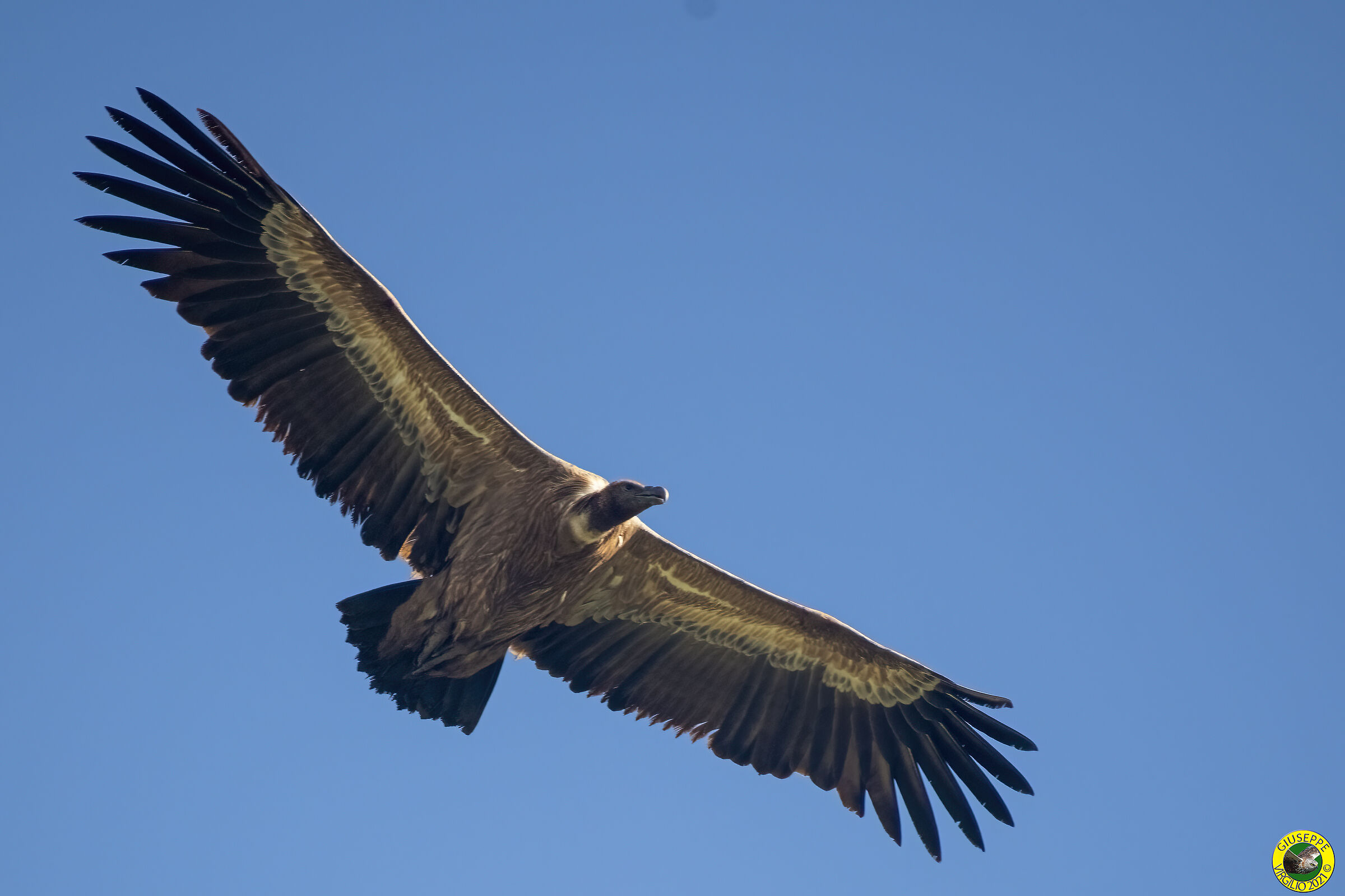 Grifone - fulvus (Linnaeus, 1758) (Sardinia 2021)