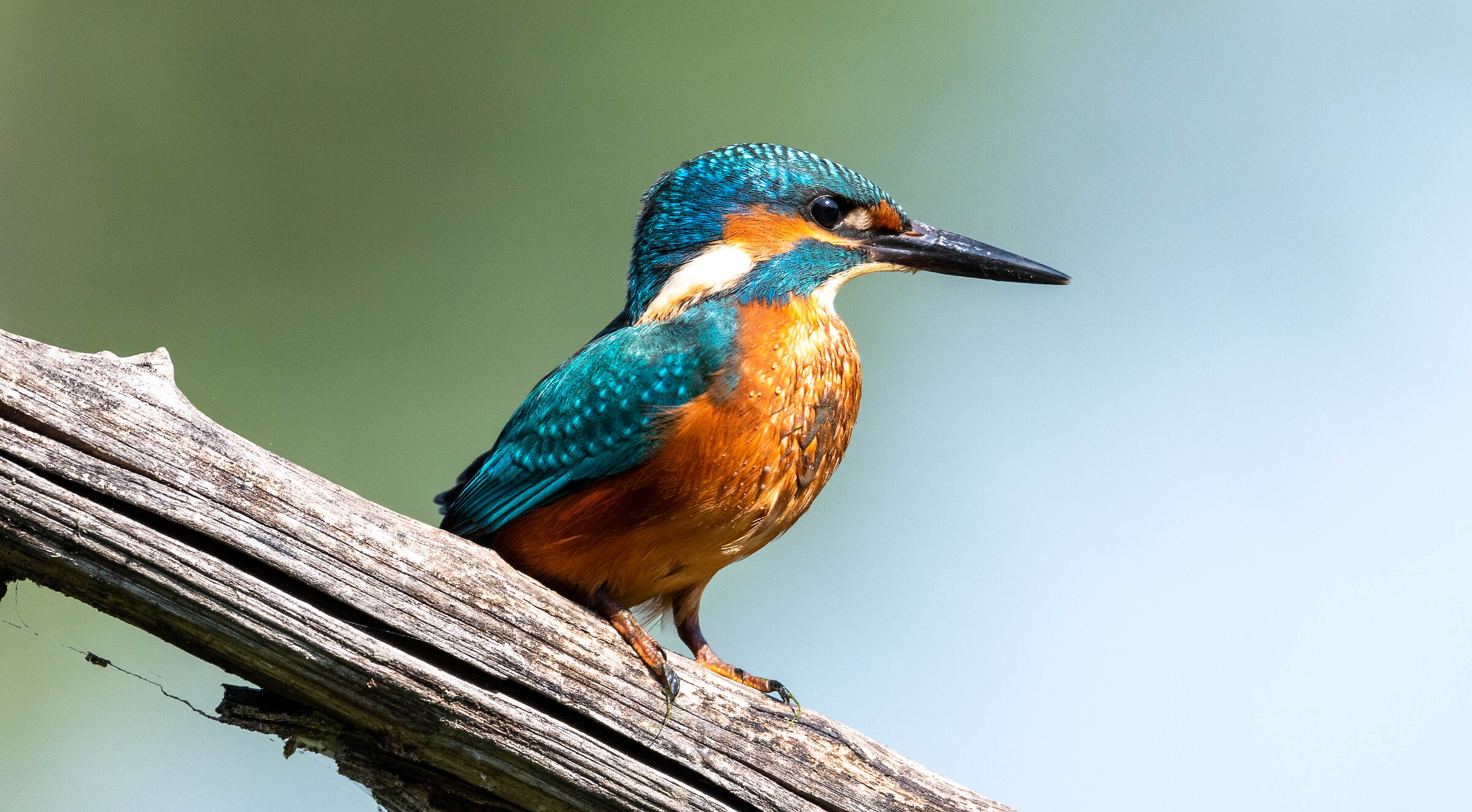 Kingfisher