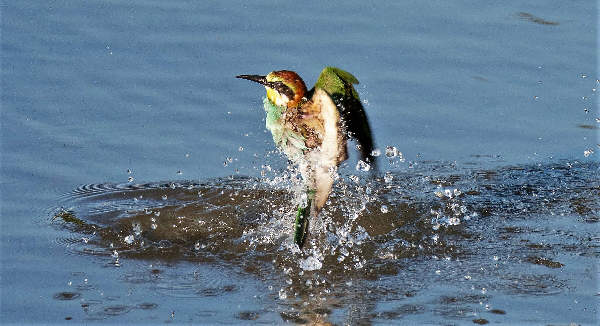bee-eater