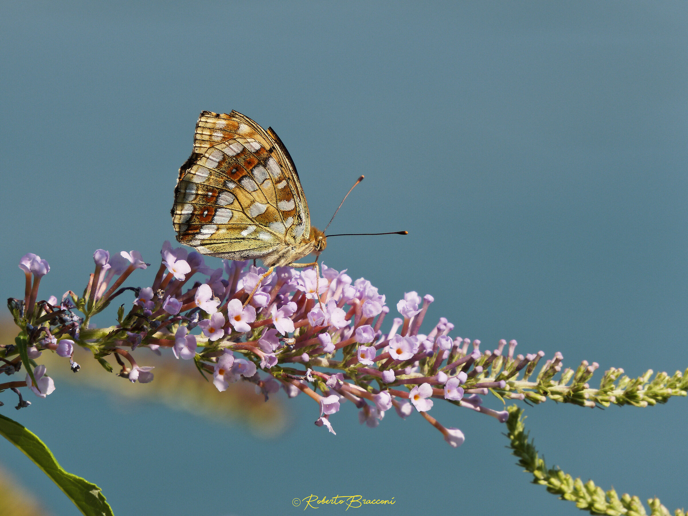 Argynnis Adippe