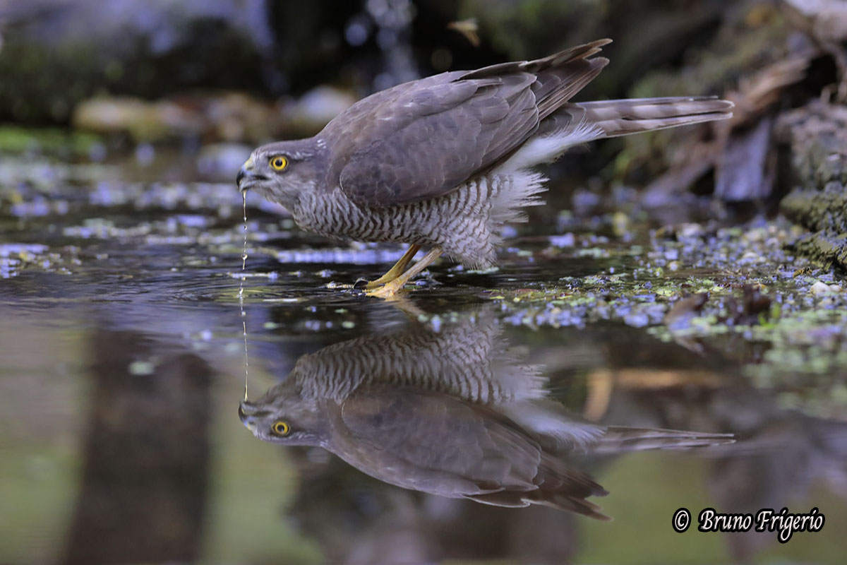 sparrowhawk