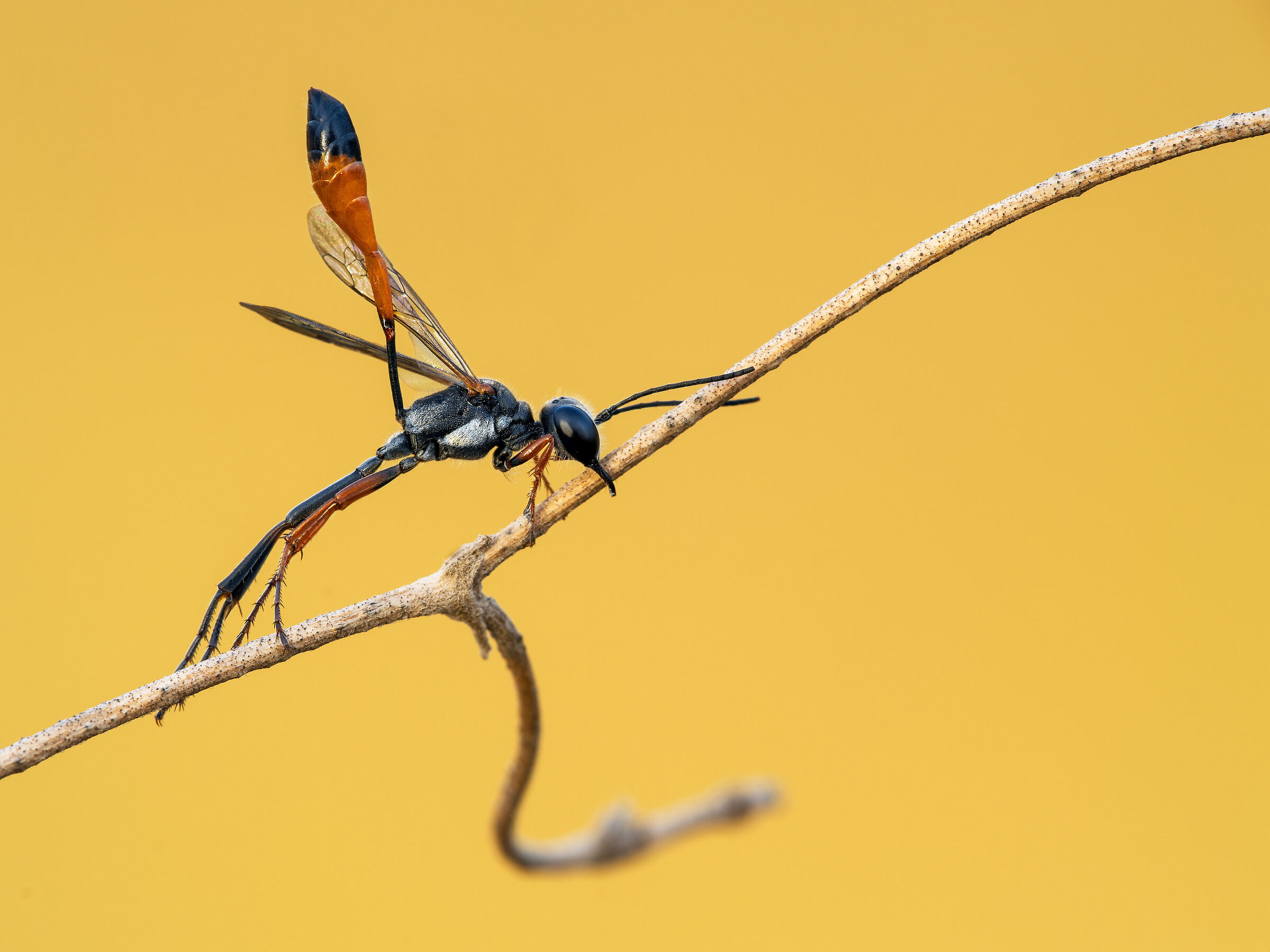 Ammophila sp.