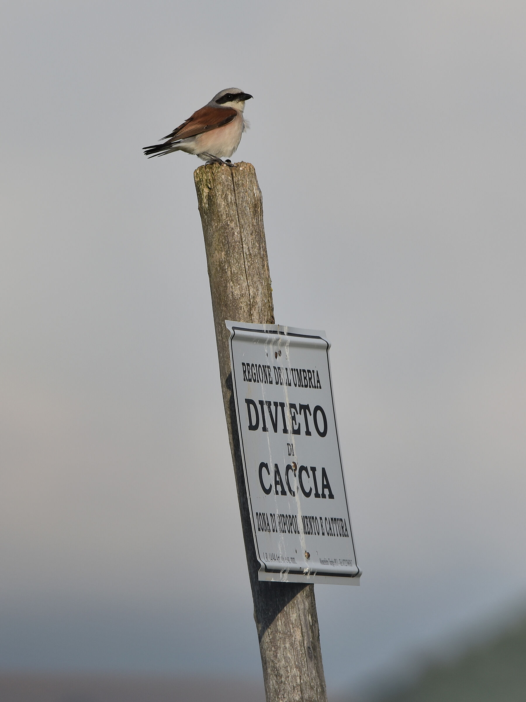 Red-backed shrike