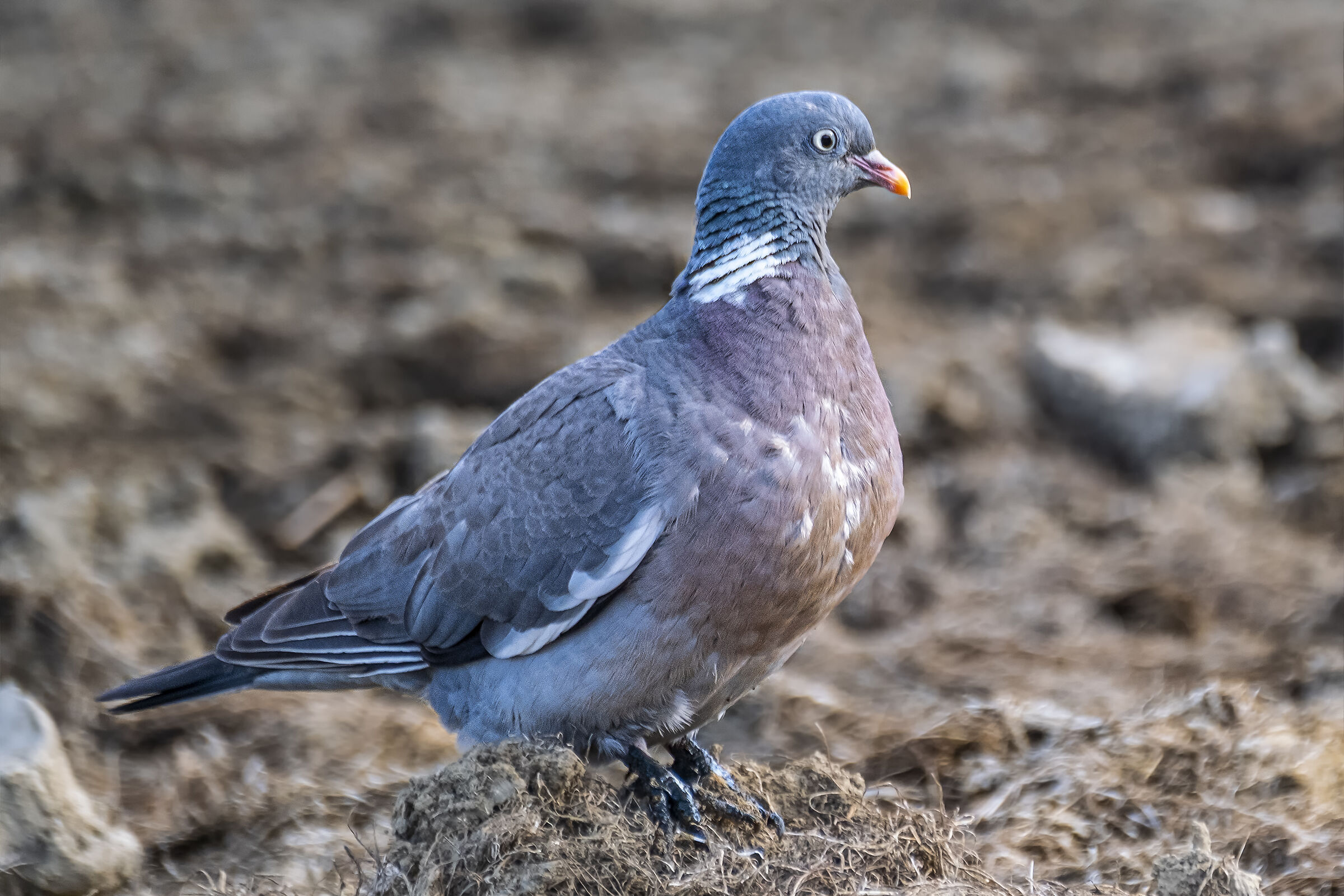 Wood pigeon