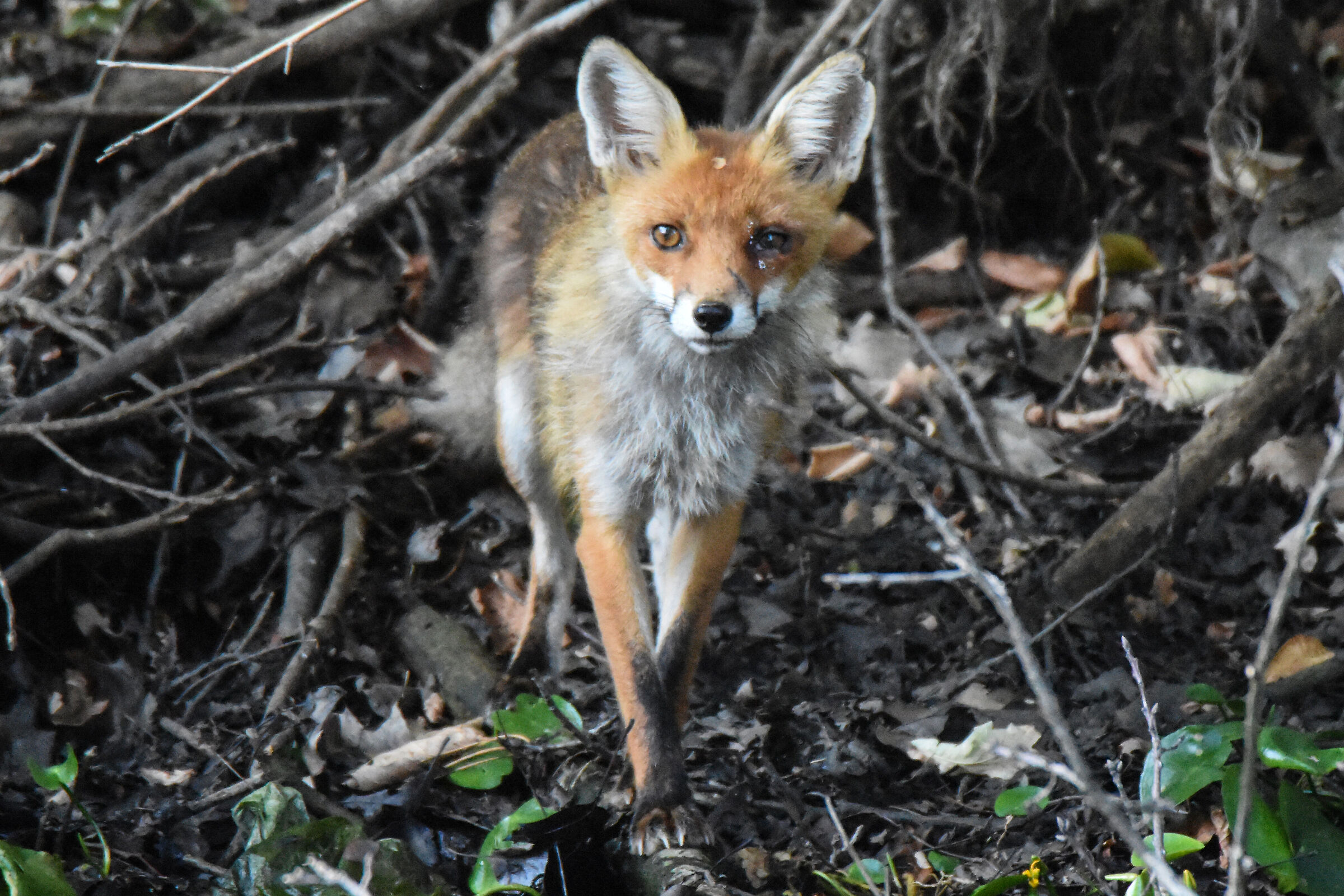 FOX