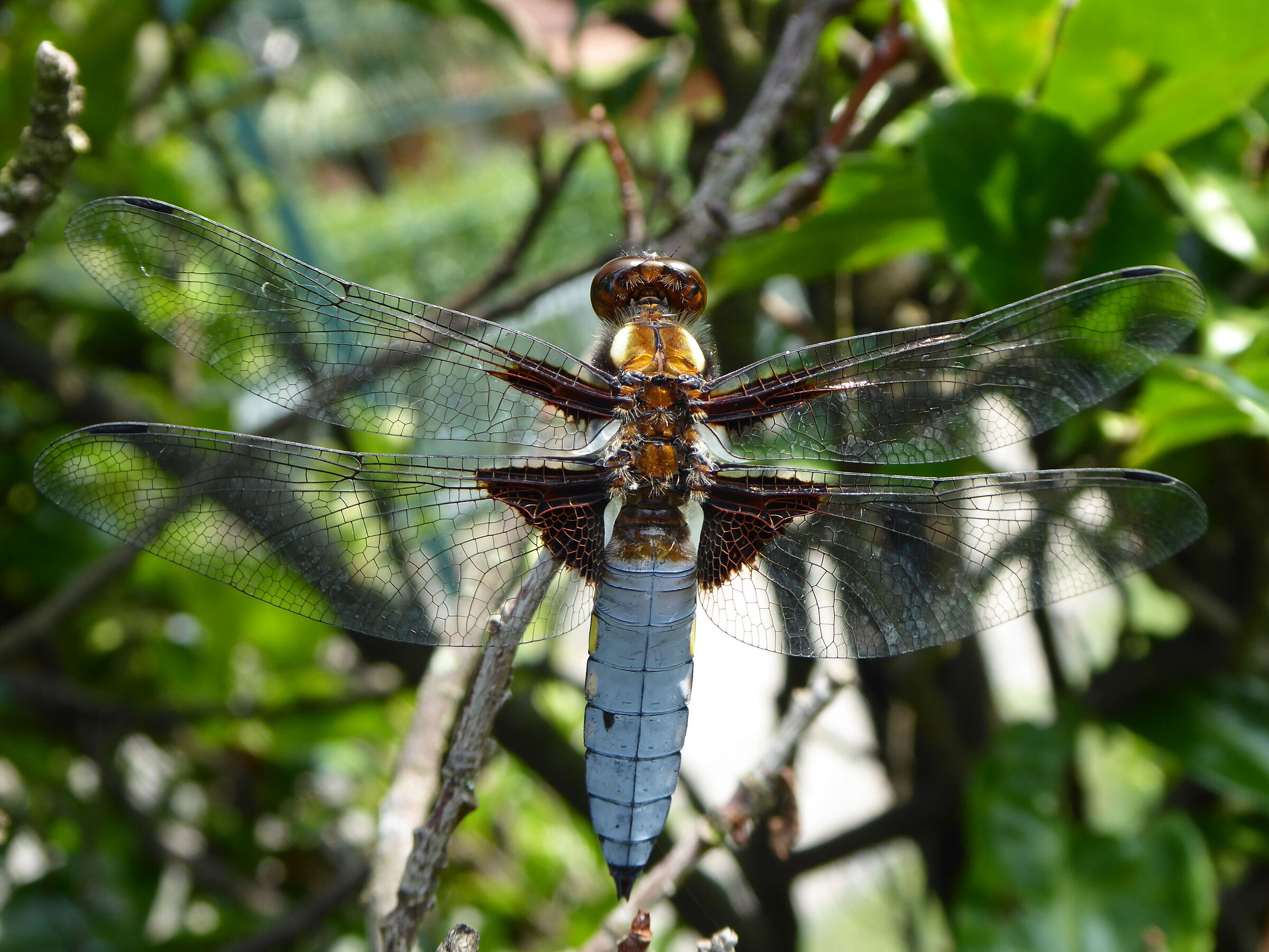 Dragonfly