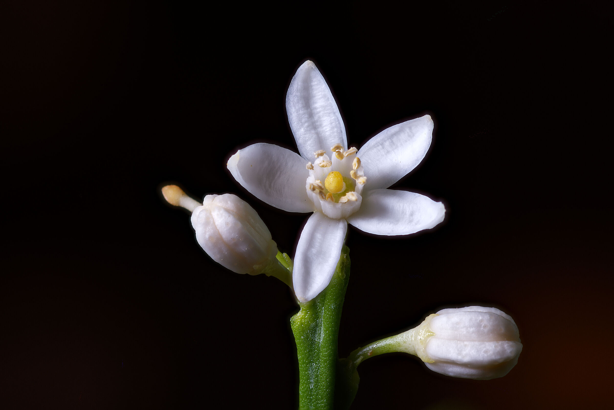 Mandarin Flower...