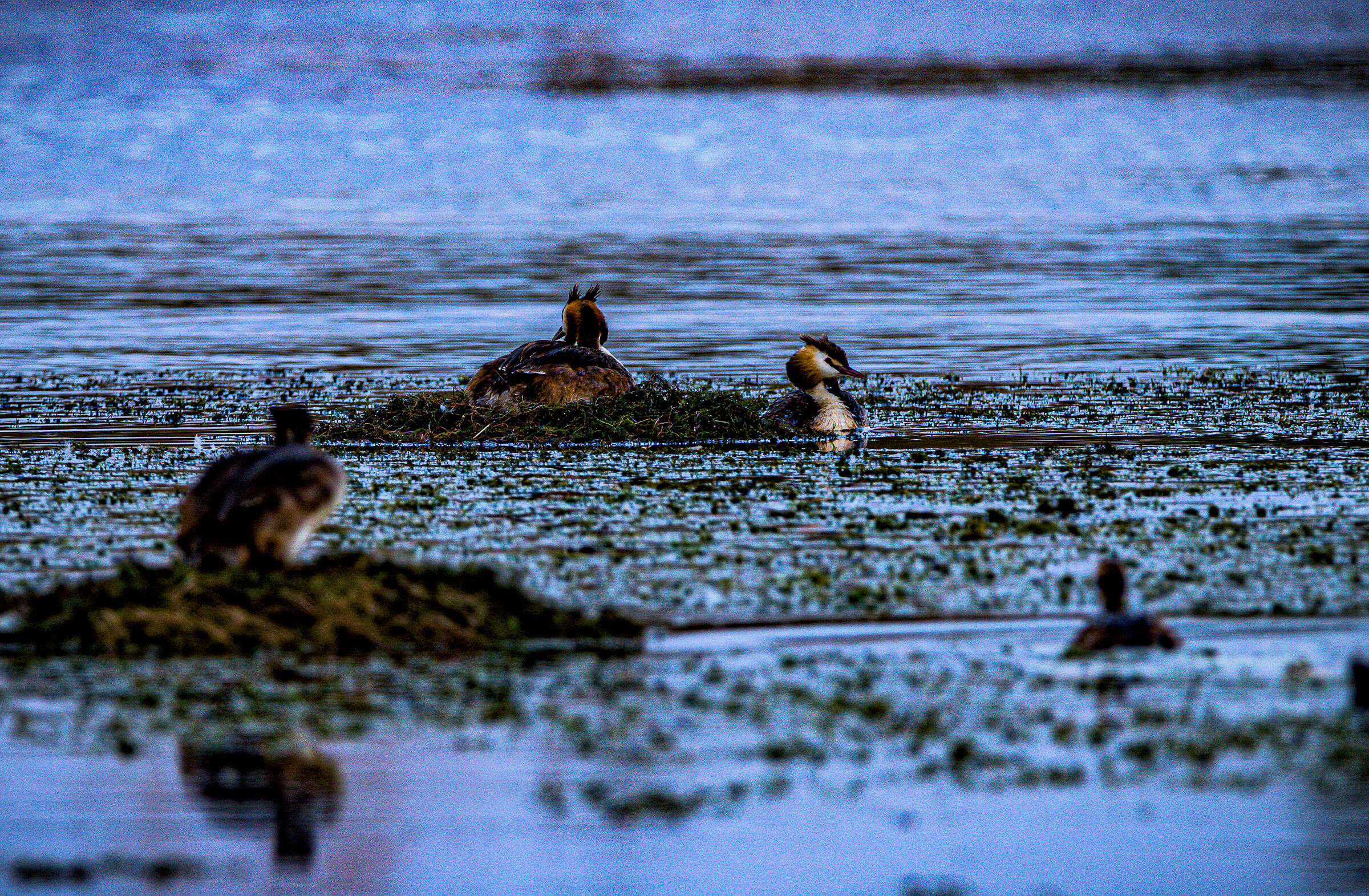Lake Trasimeno , blue lagoon