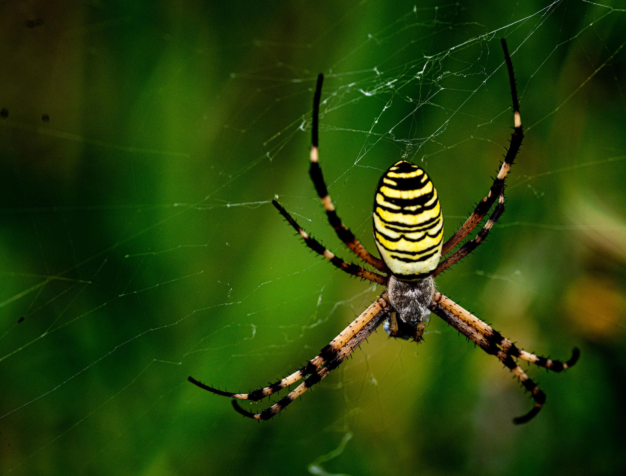 banded argiope spider , random encounter
